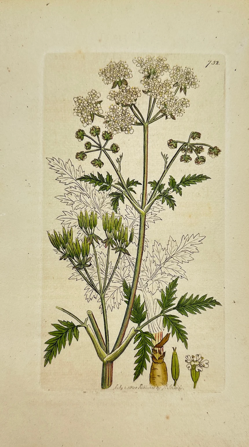 antique-print-sowerby-chaerophyllum-sylvestre-wood-cow-parsnip