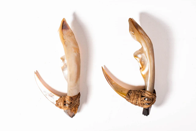 PAIR OF MARSHALL ISLANDS FISH HOOKS