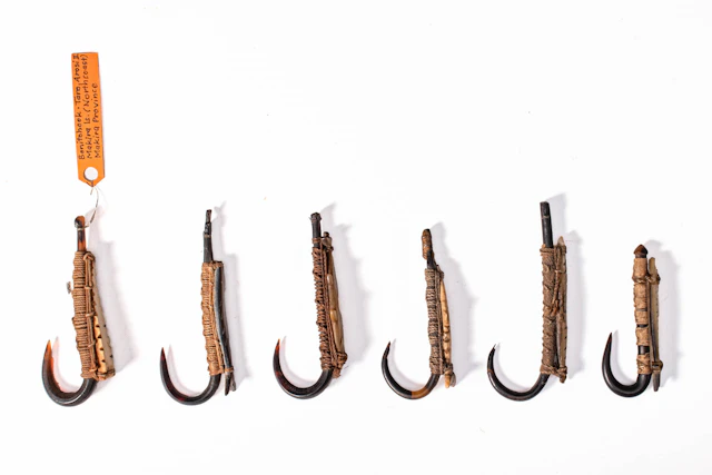 GROUP OF MALAITA FISH HOOKS, SOLOMON ISLANDS