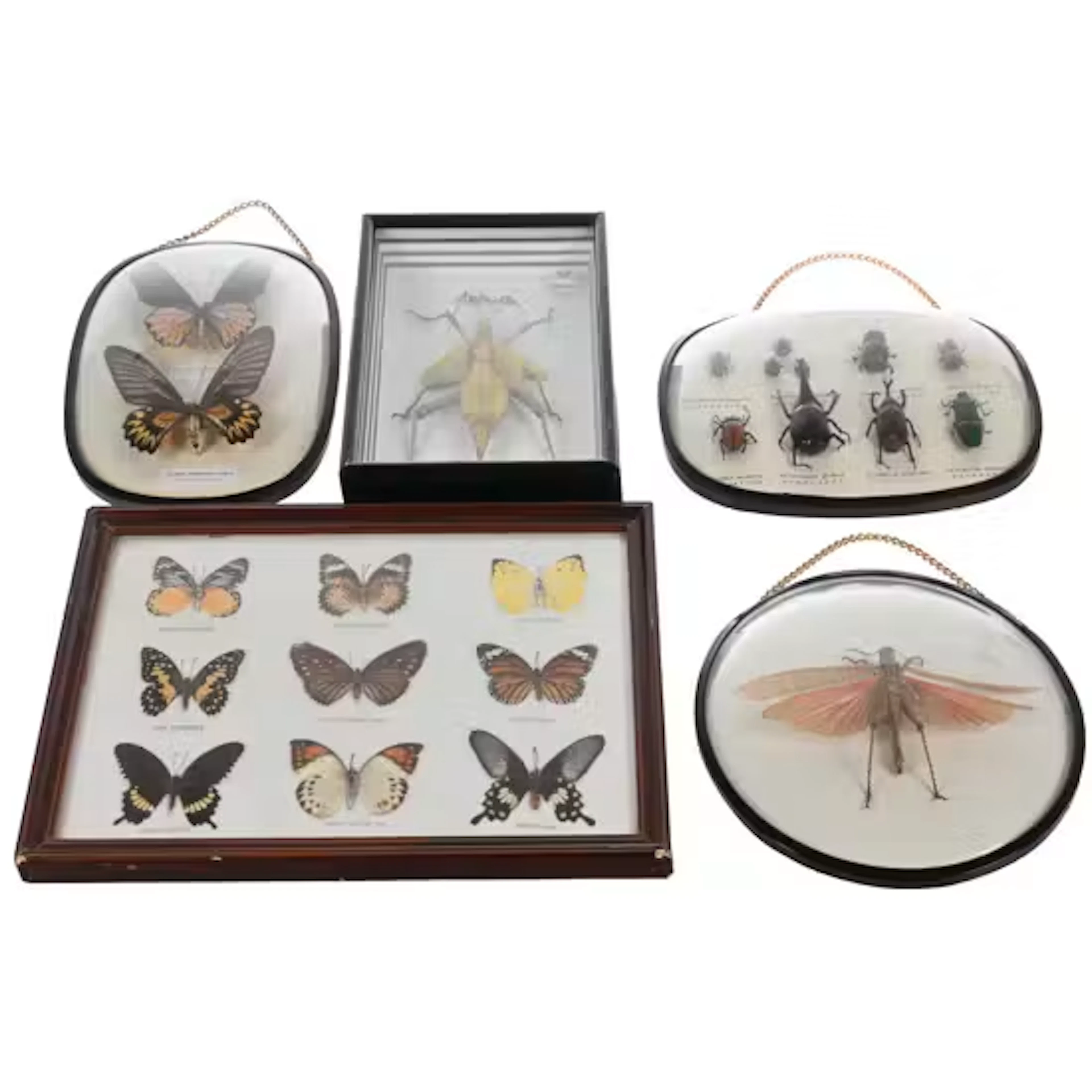 SOMMERFUGLER og INSEKTER