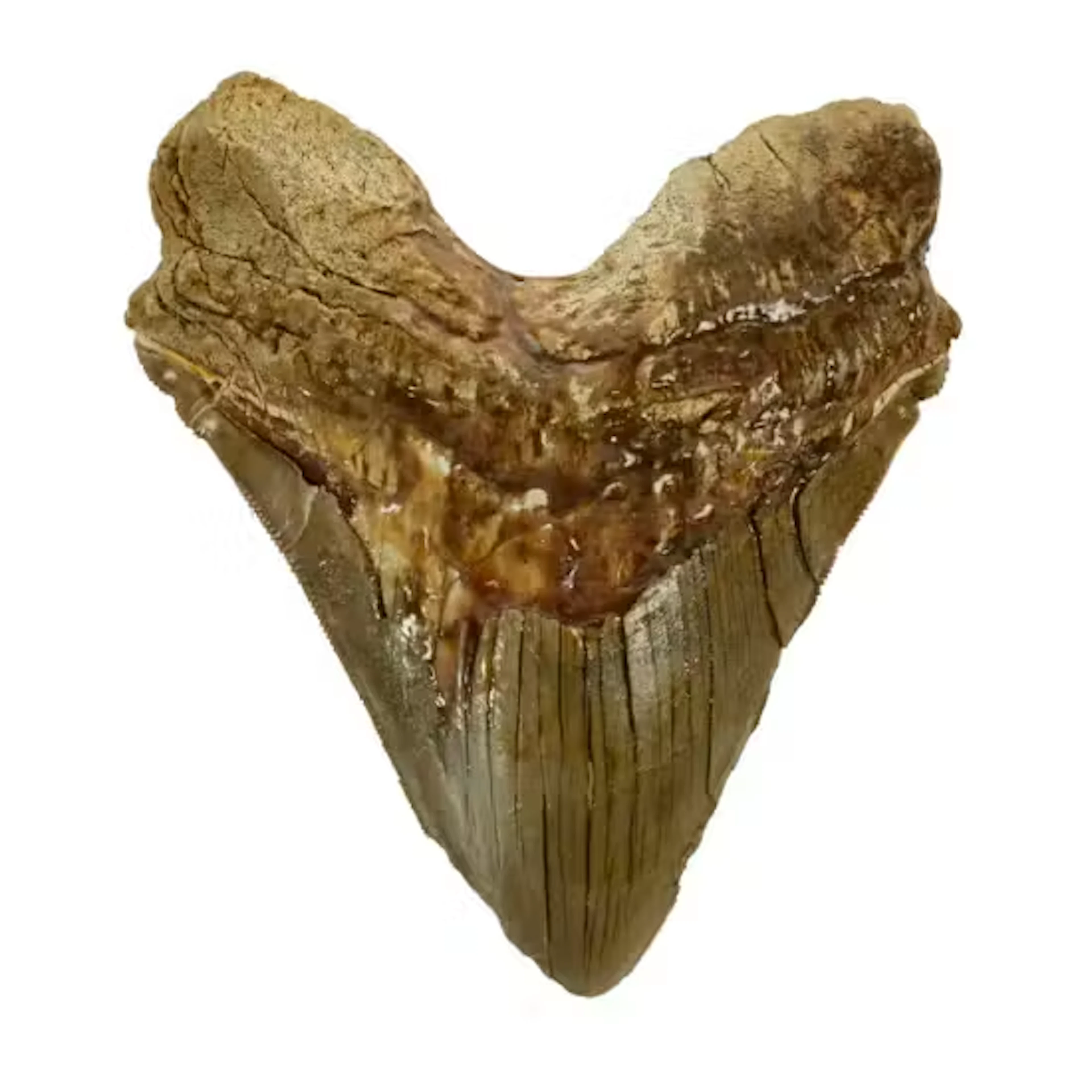 CARCHAROCLES MEGALODON