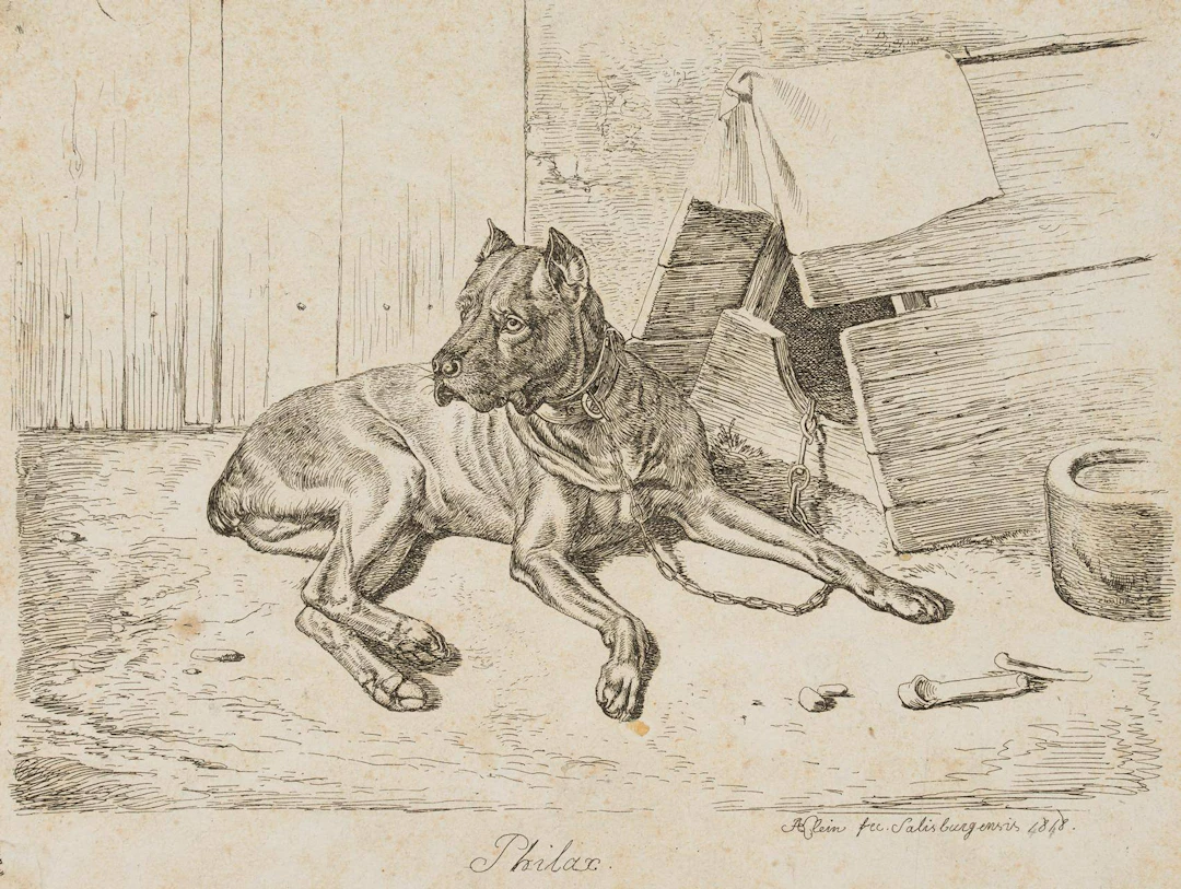 Philax, Liegender Hatzhund | 17188