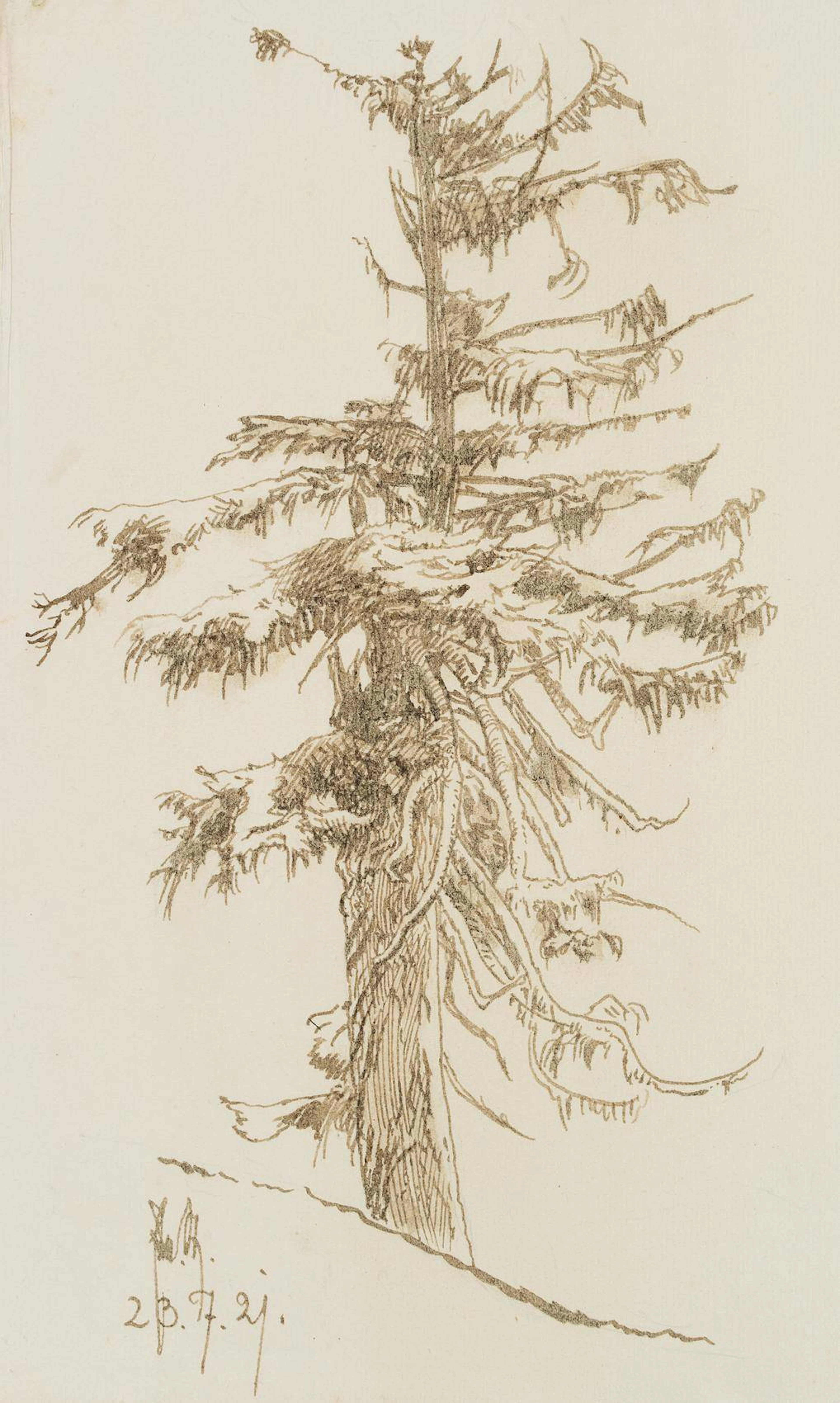 Alte Tanne am Hang | 17460