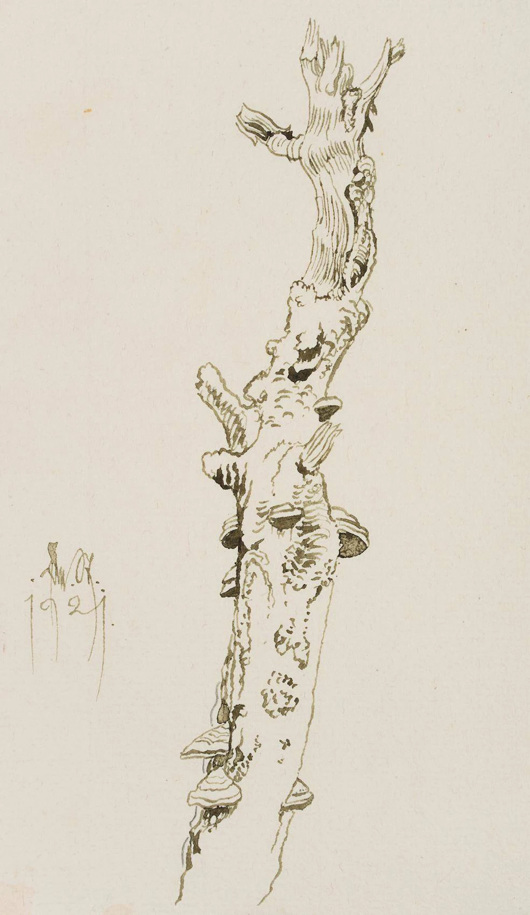 Pilzbewachsenes Baumgerippe | 17428