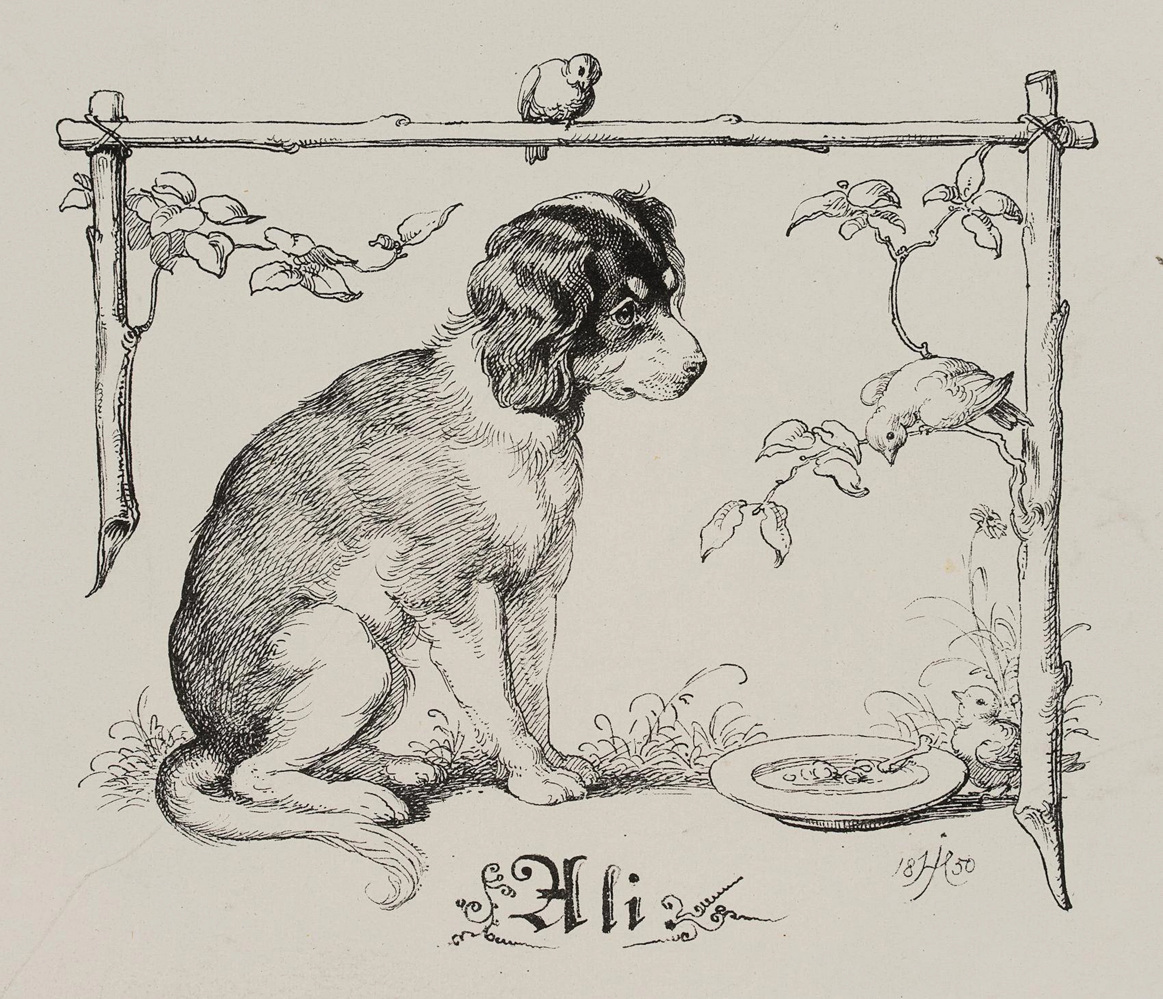 Der Familienhund Ali | 14569