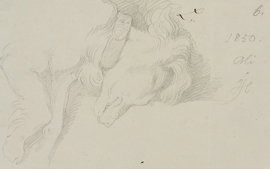 Der Familienhund Ali | 14558