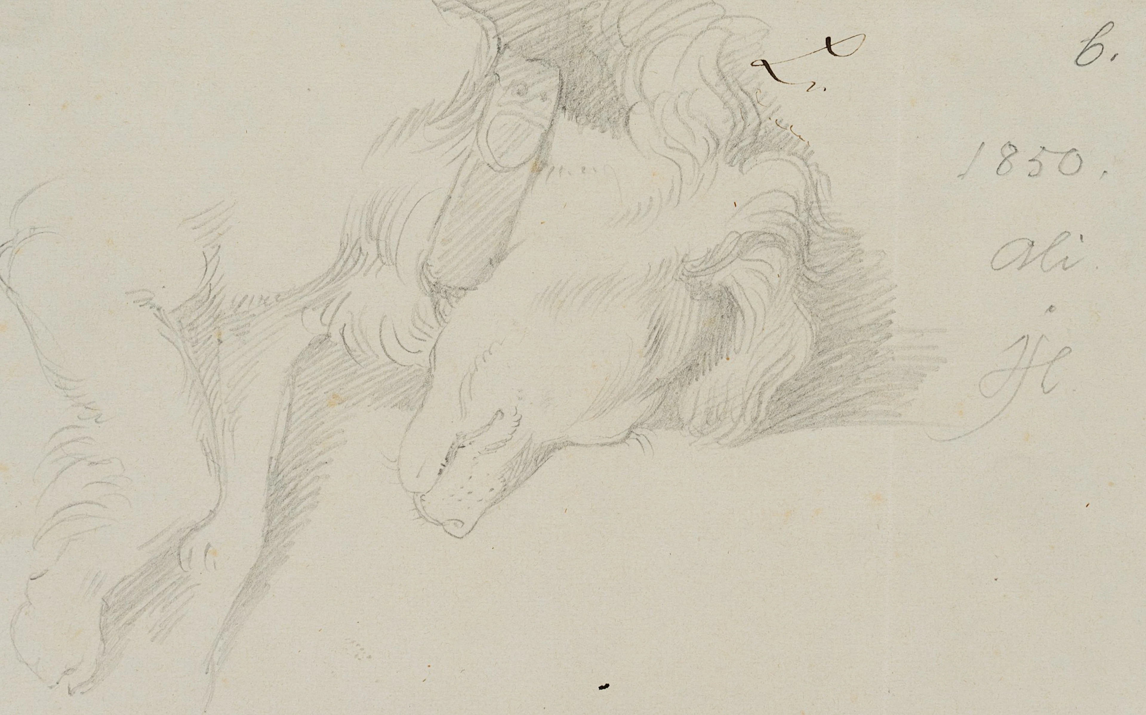 Der Familienhund Ali | 14558