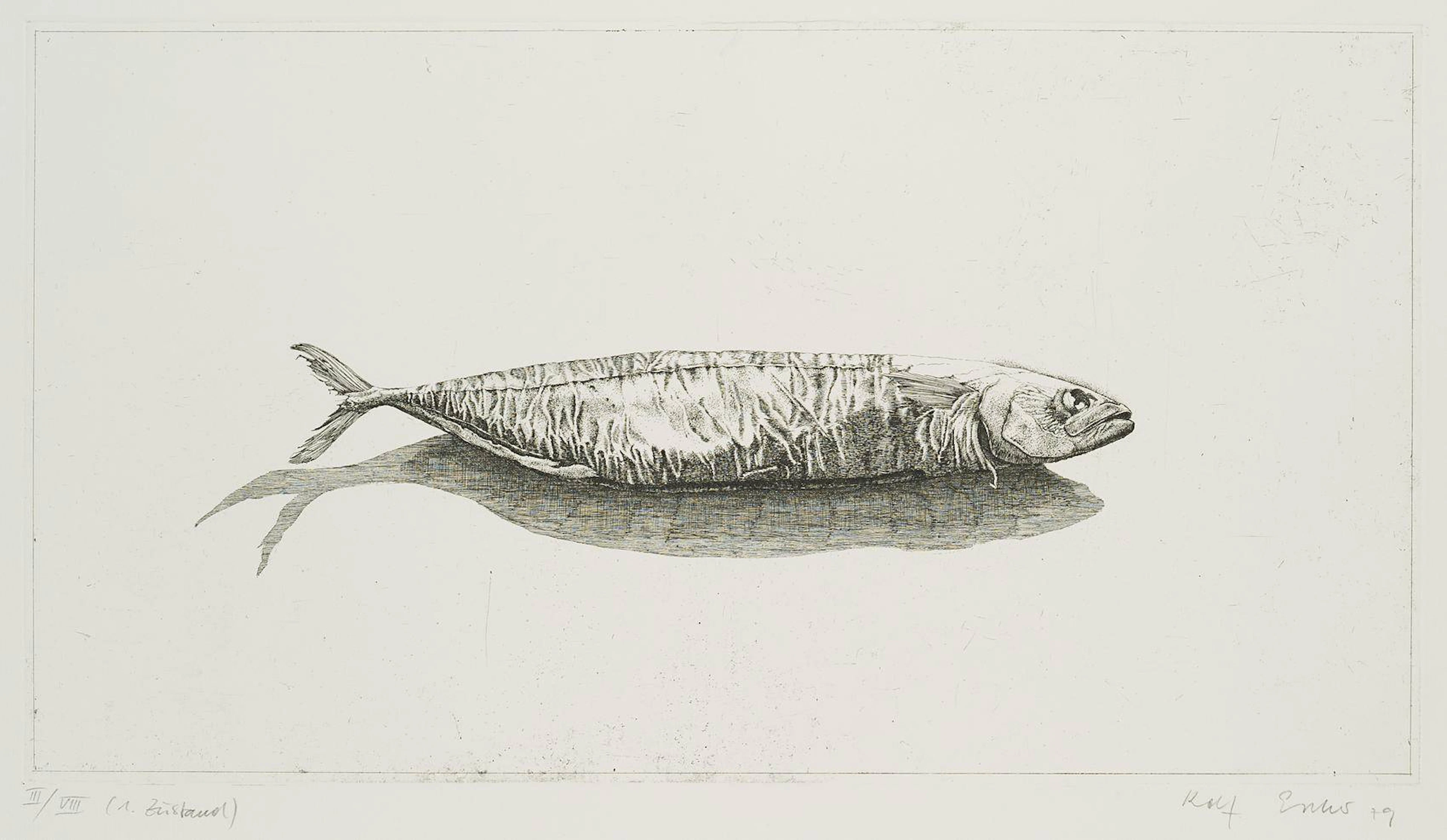 Radierfisch, 1. Zustand | 16533