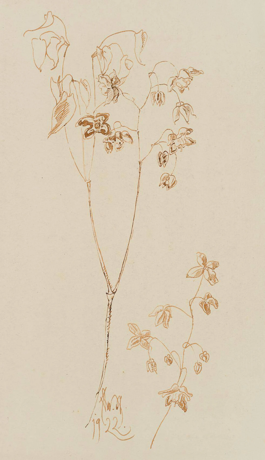 Zarte Fuchsien | 17446
