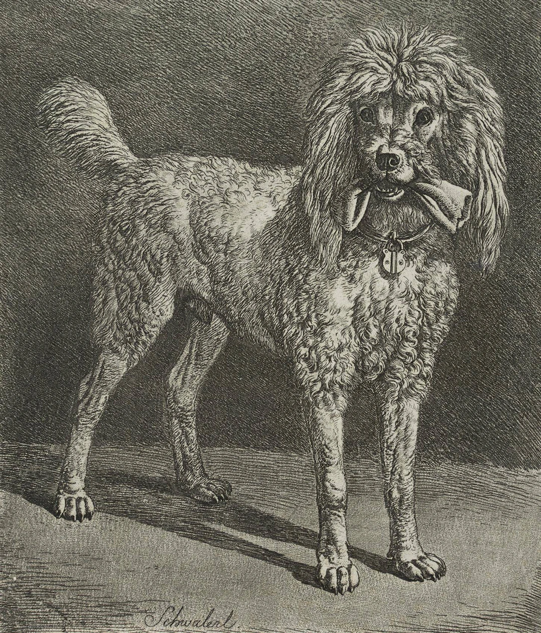 Schwalerl, Pudel des Wiener Weinhändlers | 17207