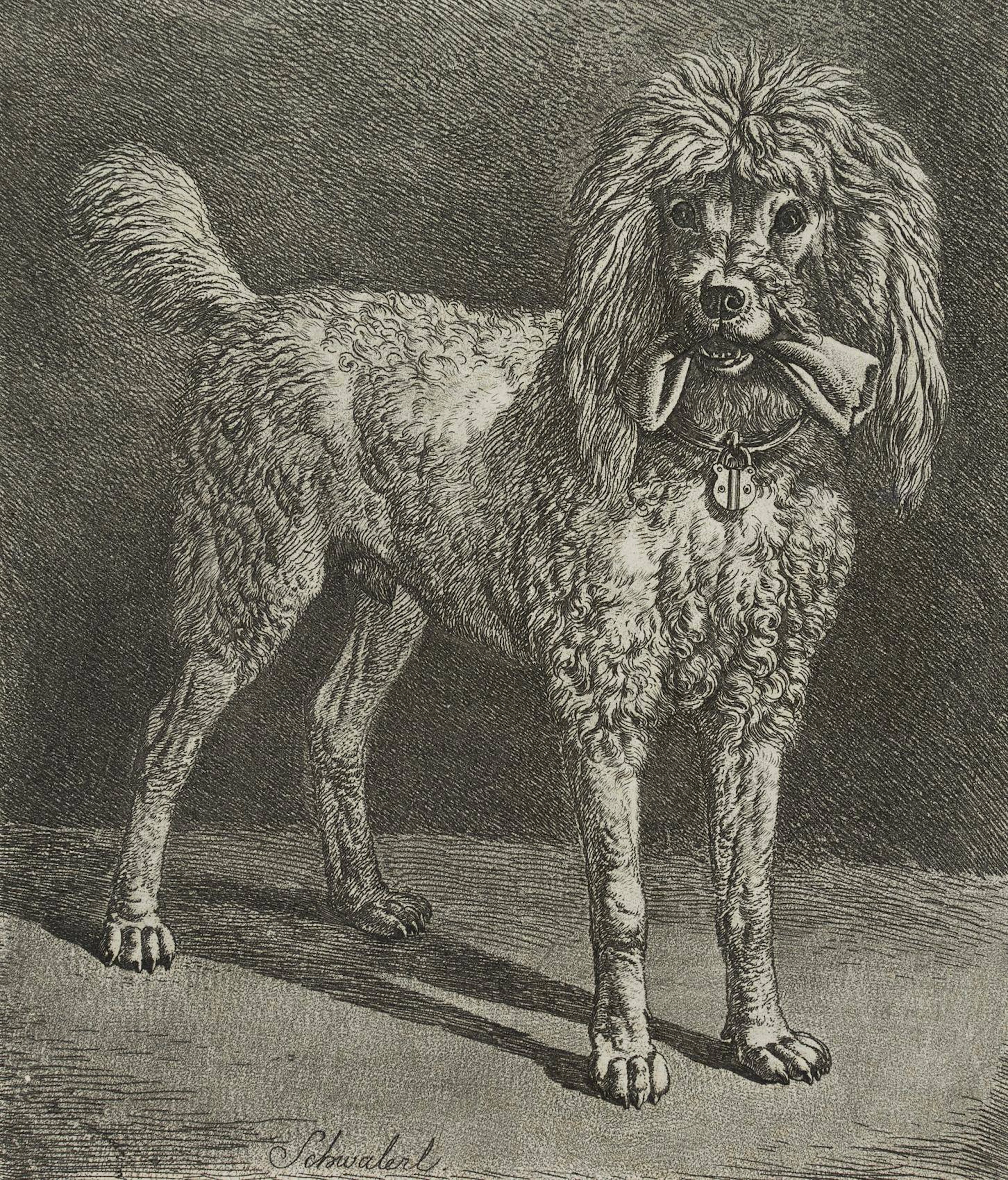 Schwalerl, Pudel des Wiener Weinhändlers | 17207