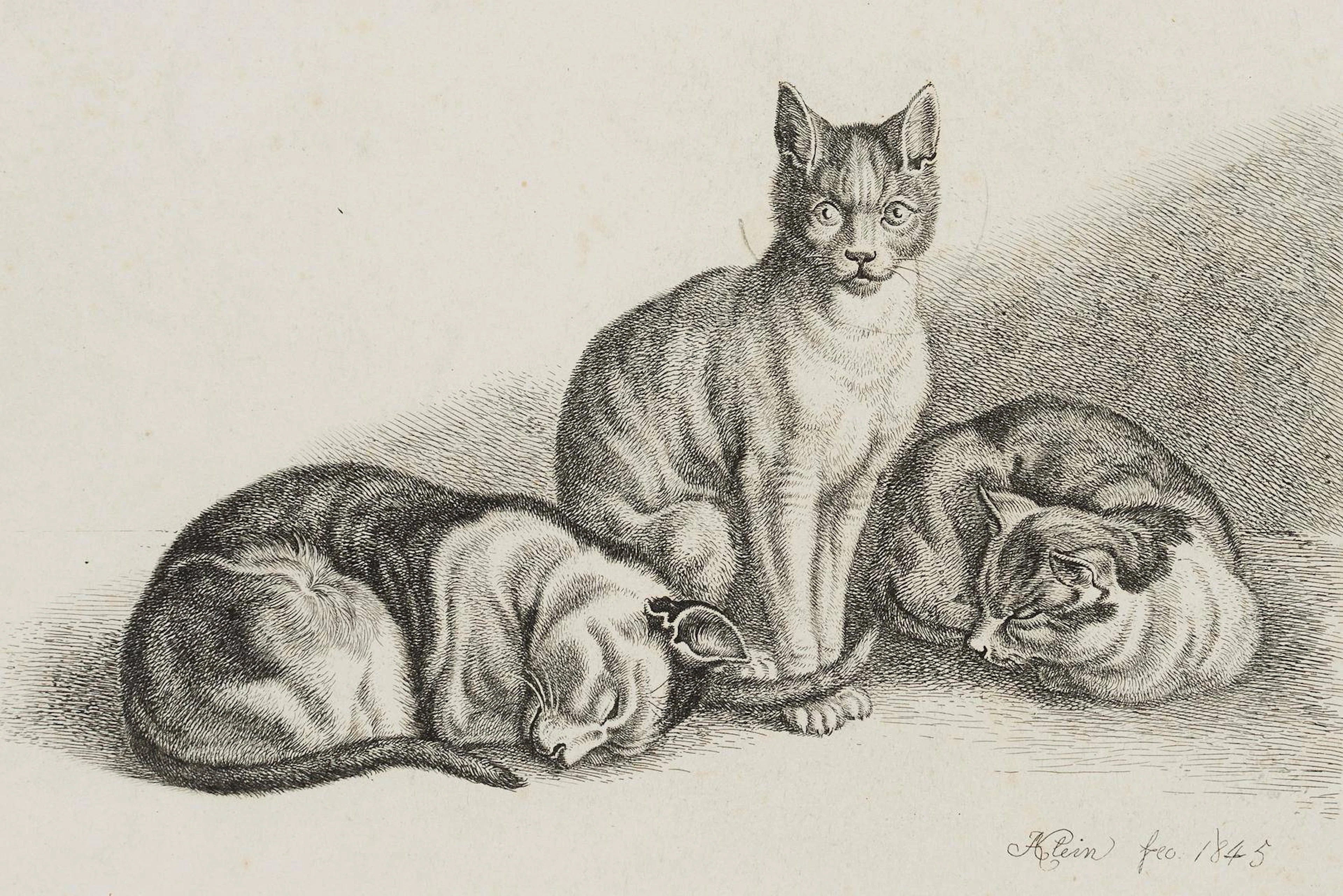 Die drei Katzen