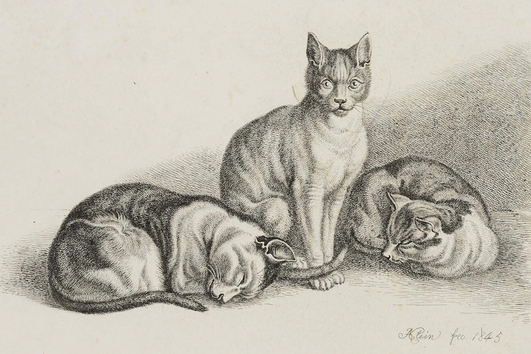 Die drei Katzen