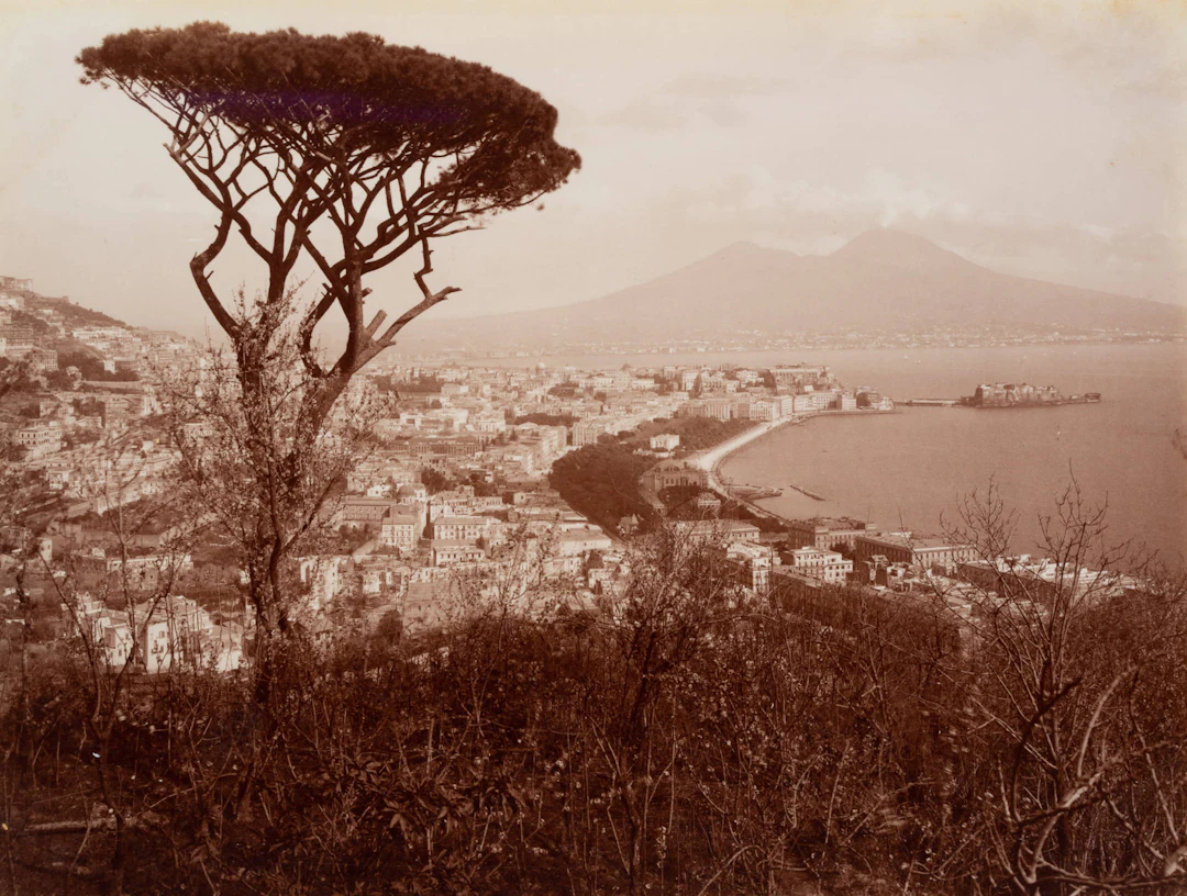 Fratelli Alinari (19. Jahrhundert), Panoramaausblick mit Pinie von