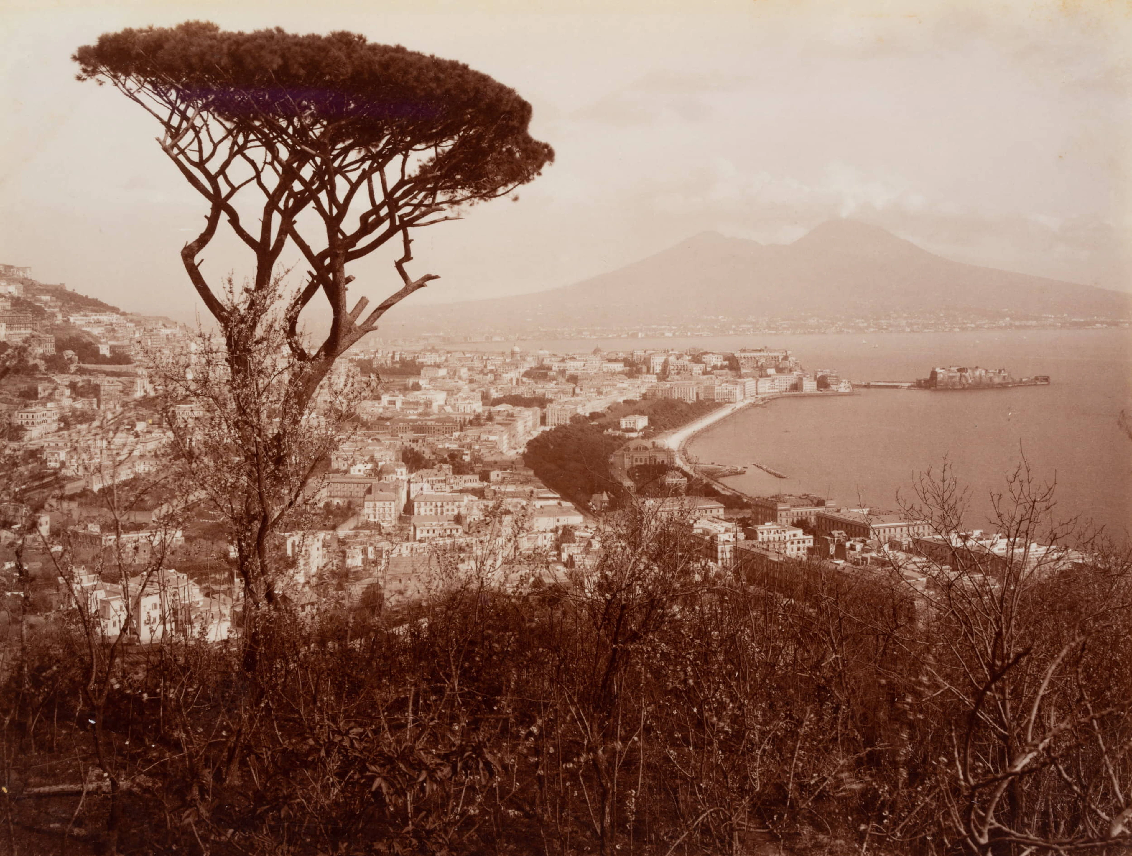 Fratelli Alinari (19. Jahrhundert), Panoramaausblick mit Pinie von