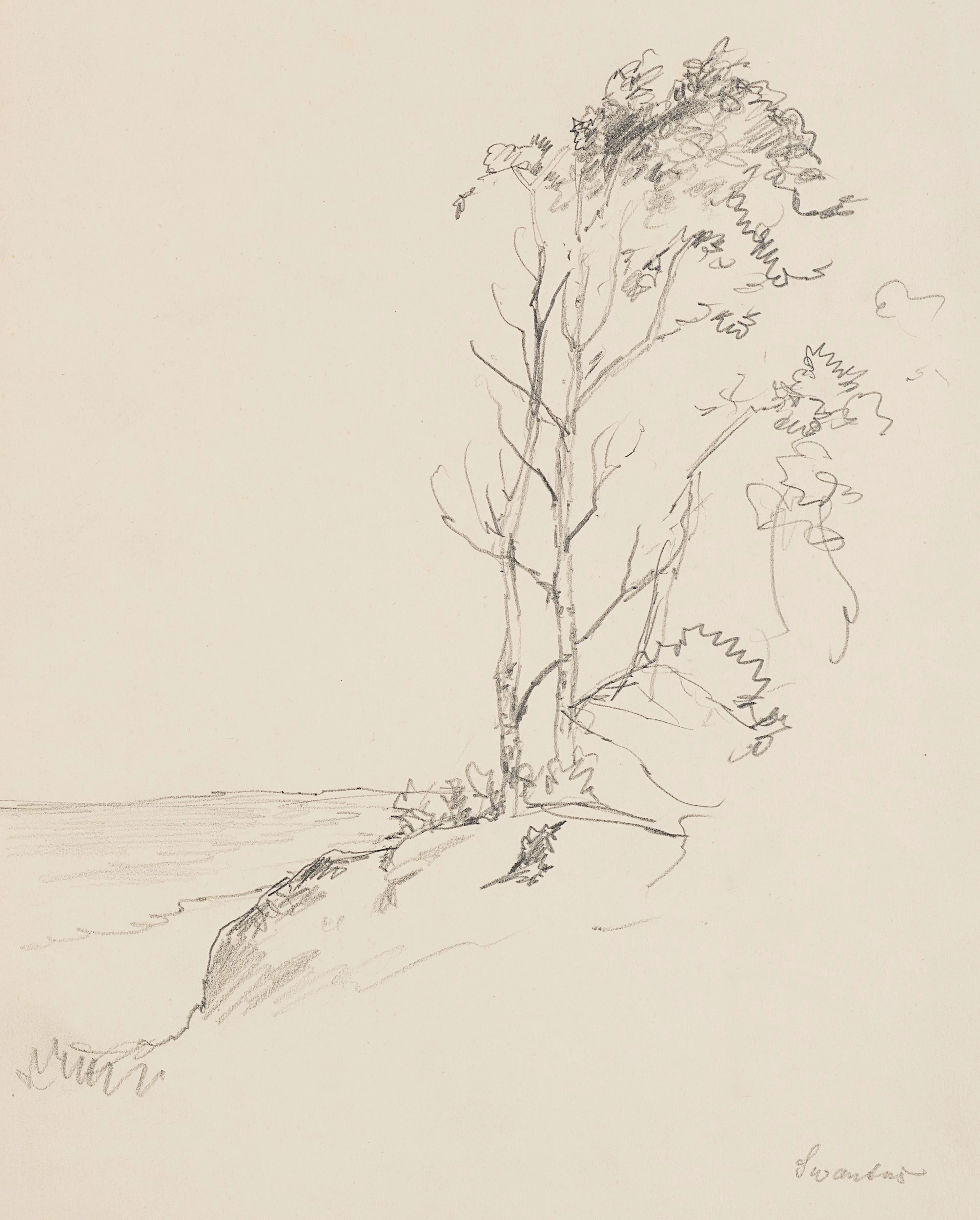 Baumgruppe auf Felsvorsprung. Küstenlandschaft | 61963