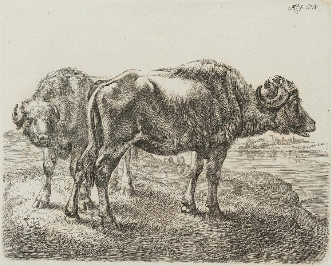Die beiden Büffel am Wasser | 17192