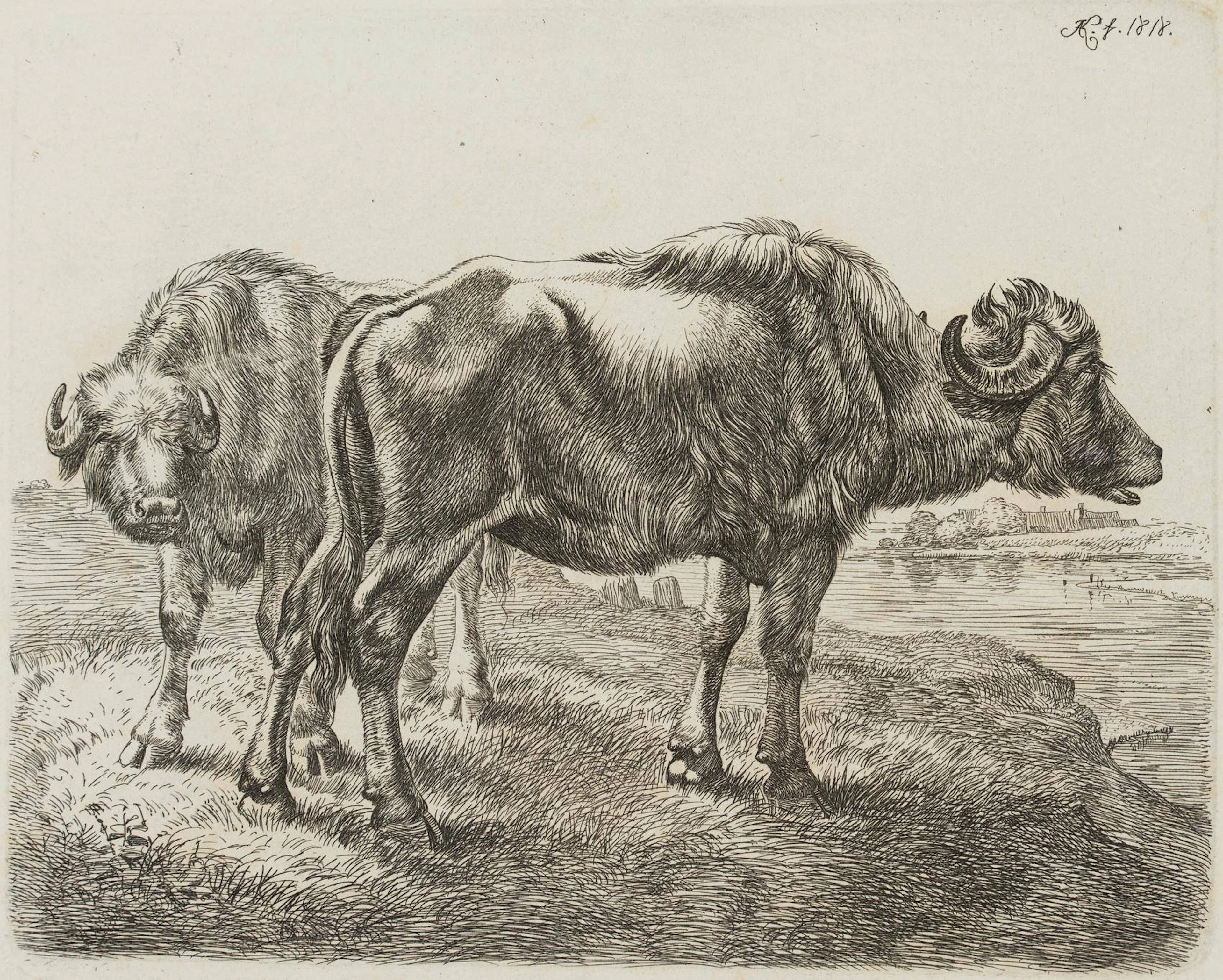 Die beiden Büffel am Wasser | 17192