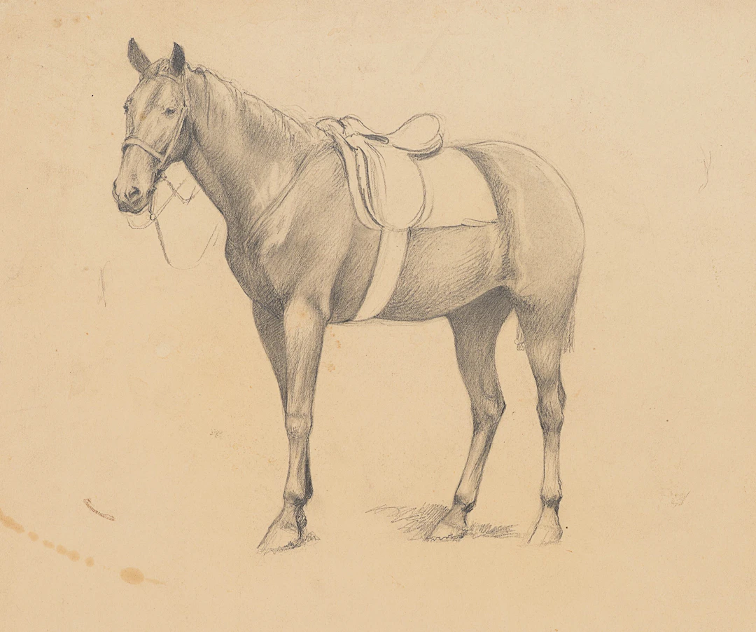 Studie eines Pferdes mit Sattel | 62004