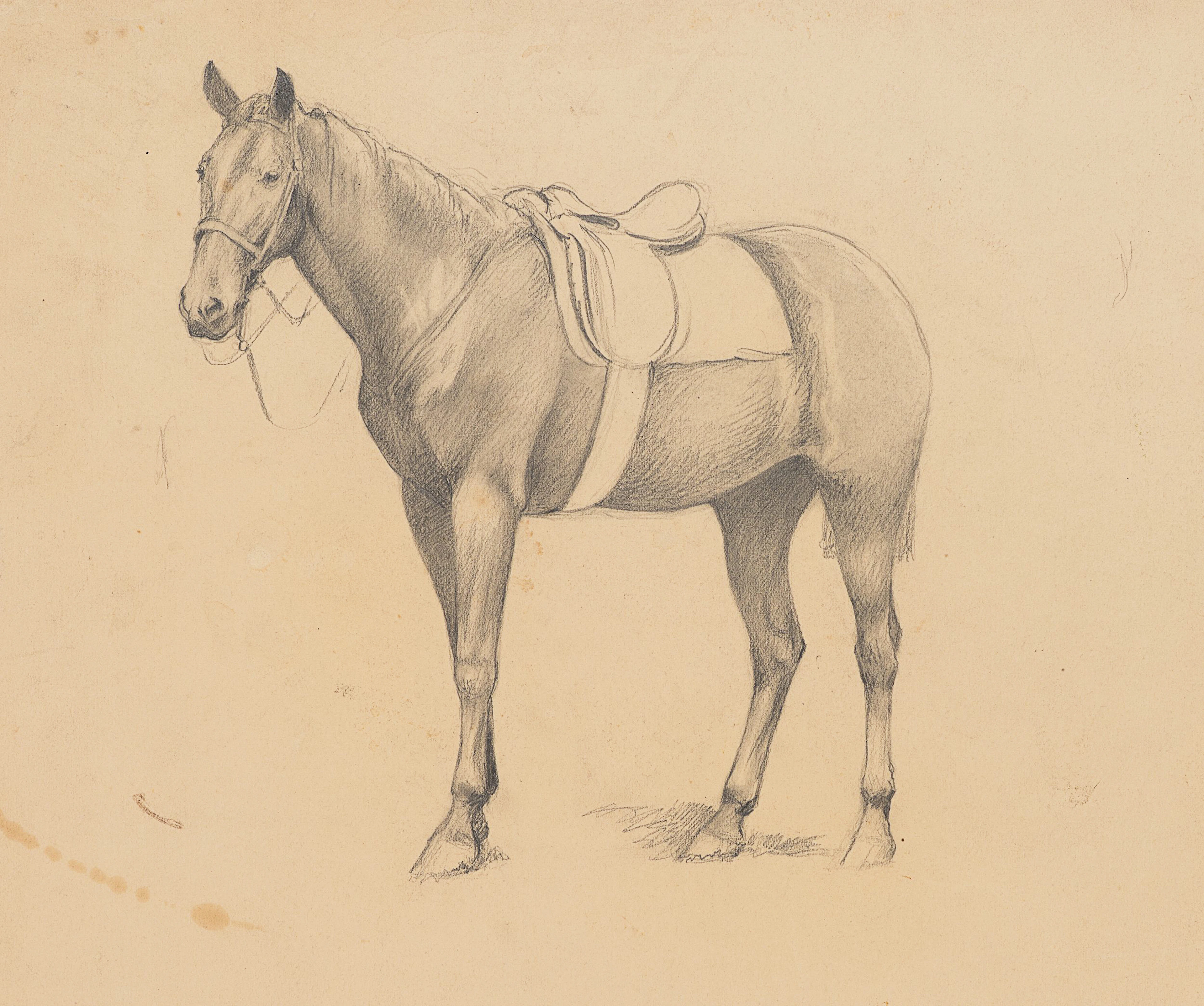 Studie eines Pferdes mit Sattel | 62004