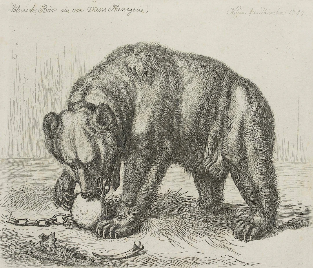 Polnisch: Bär aus van Akens Menagerie | 17206