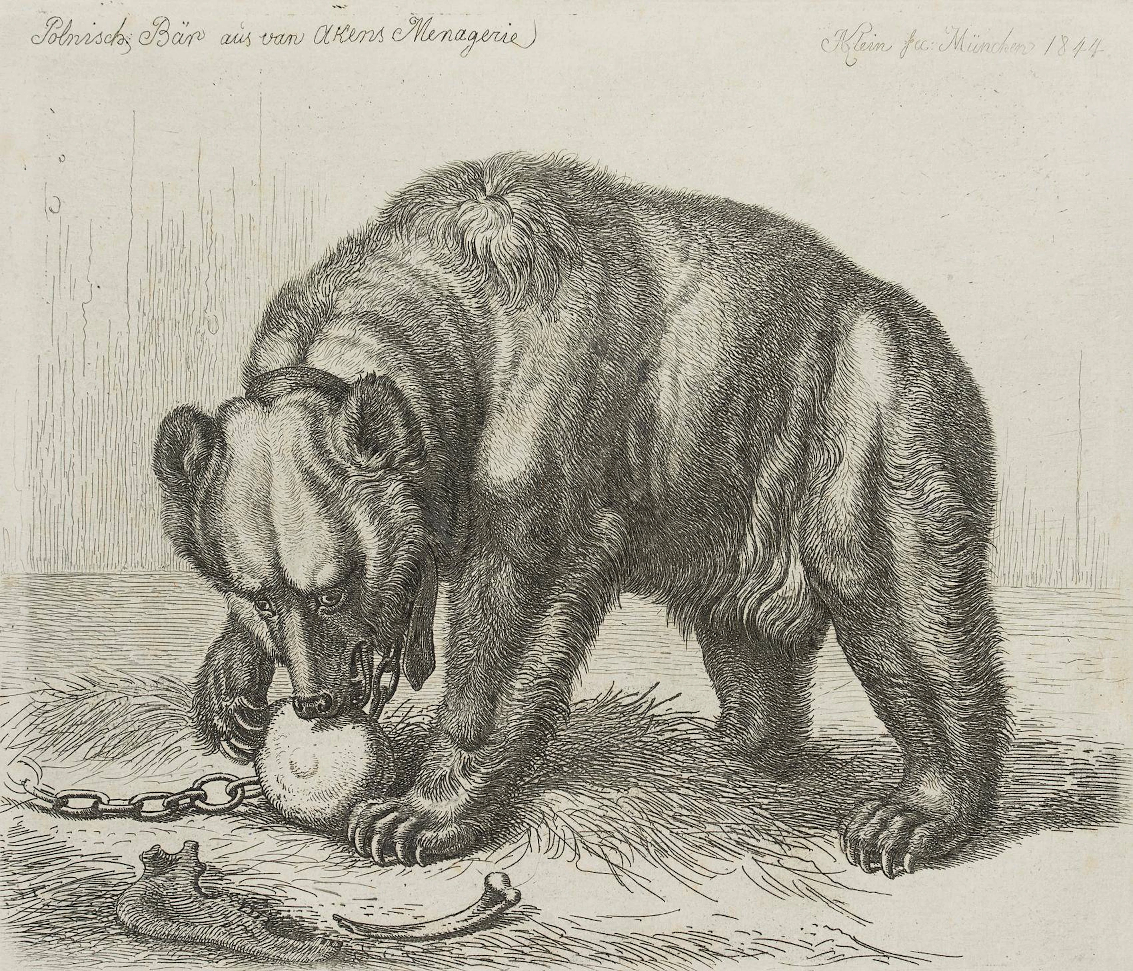 Polnisch: Bär aus van Akens Menagerie | 17206