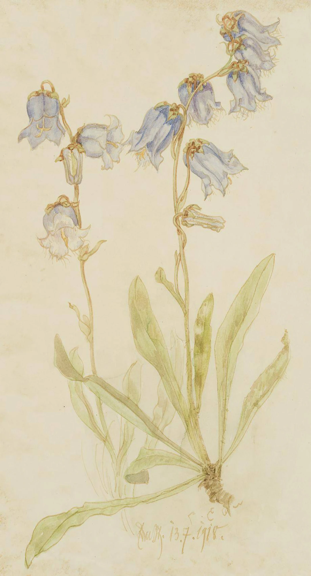 Blaue Glockenblumen | 17452