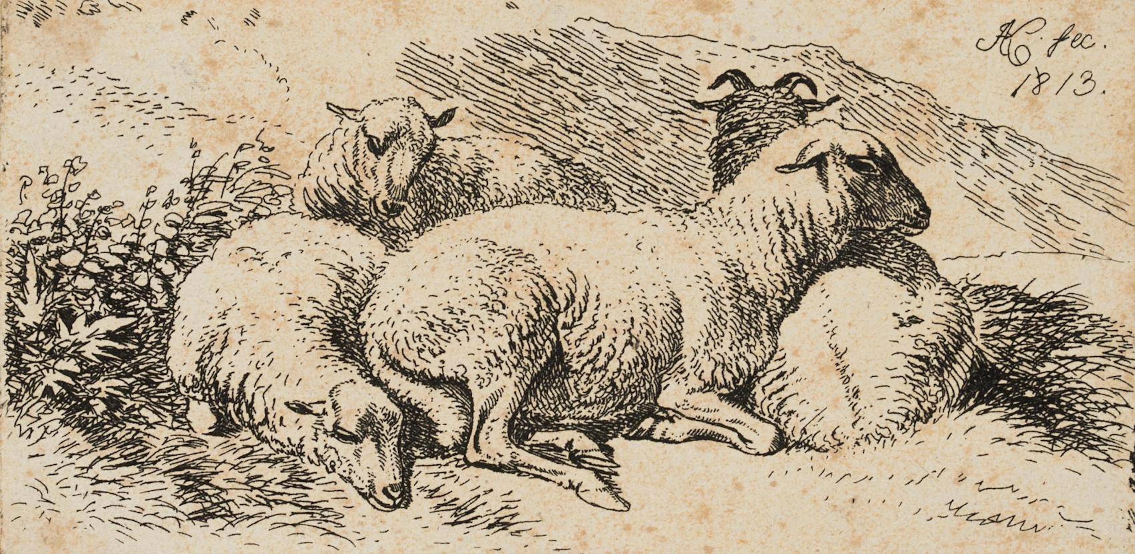 Drei Schafe bei einem Hammel liegend | 17193