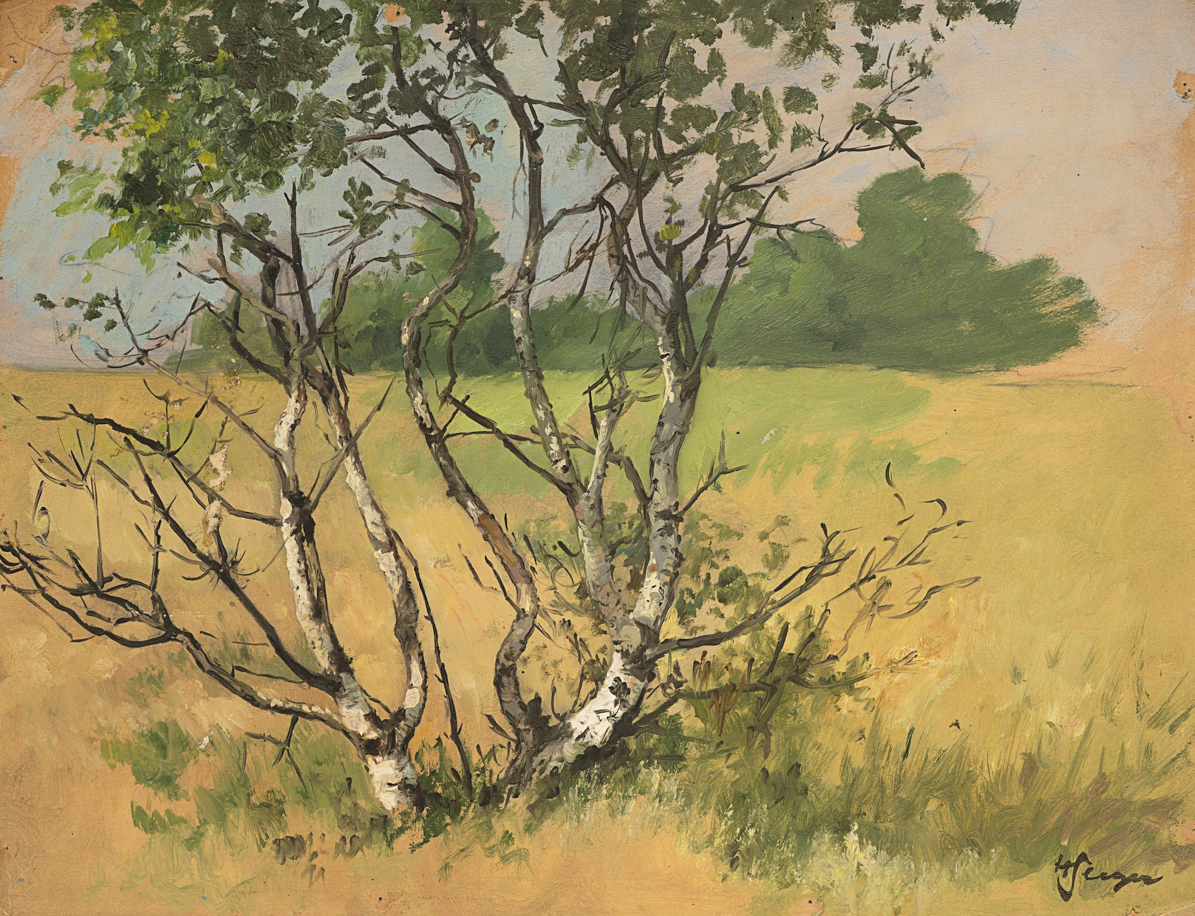 Baumgruppe in sommerlicher Landschaft | 62027