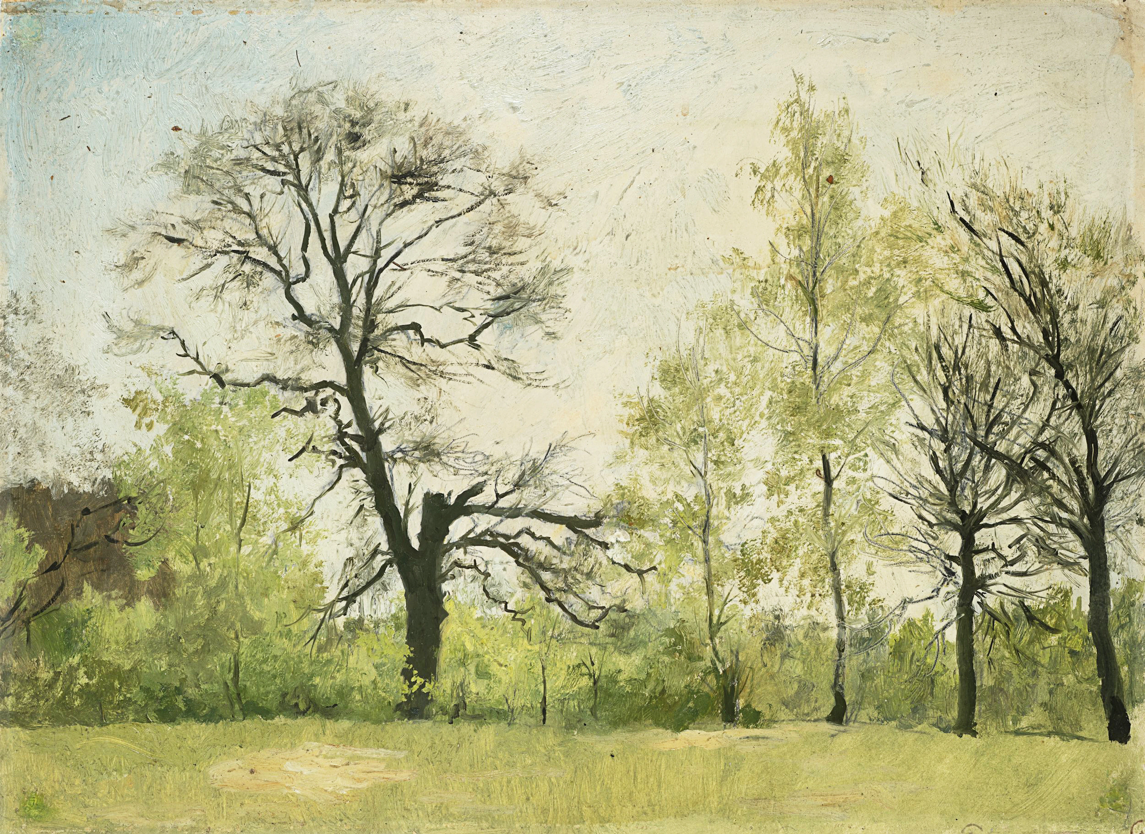 Baumlandschaft im Frühling | 62041