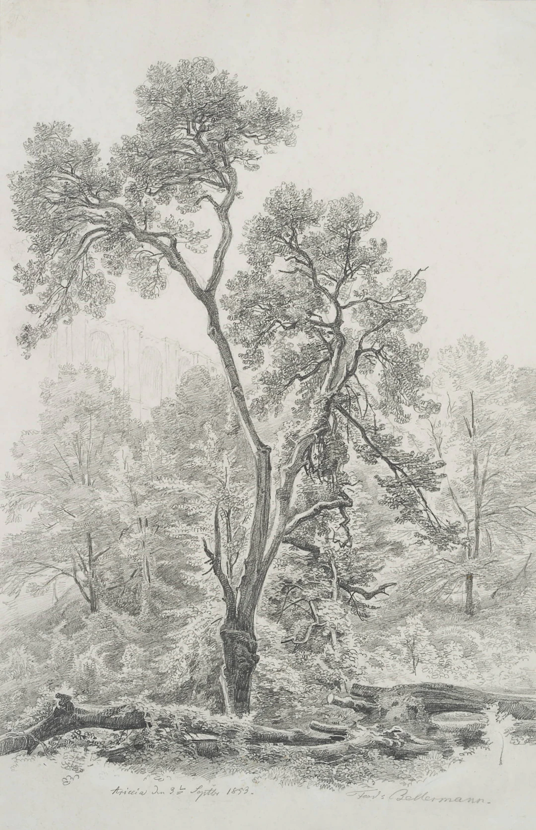 Baum in Ariccia | 34301