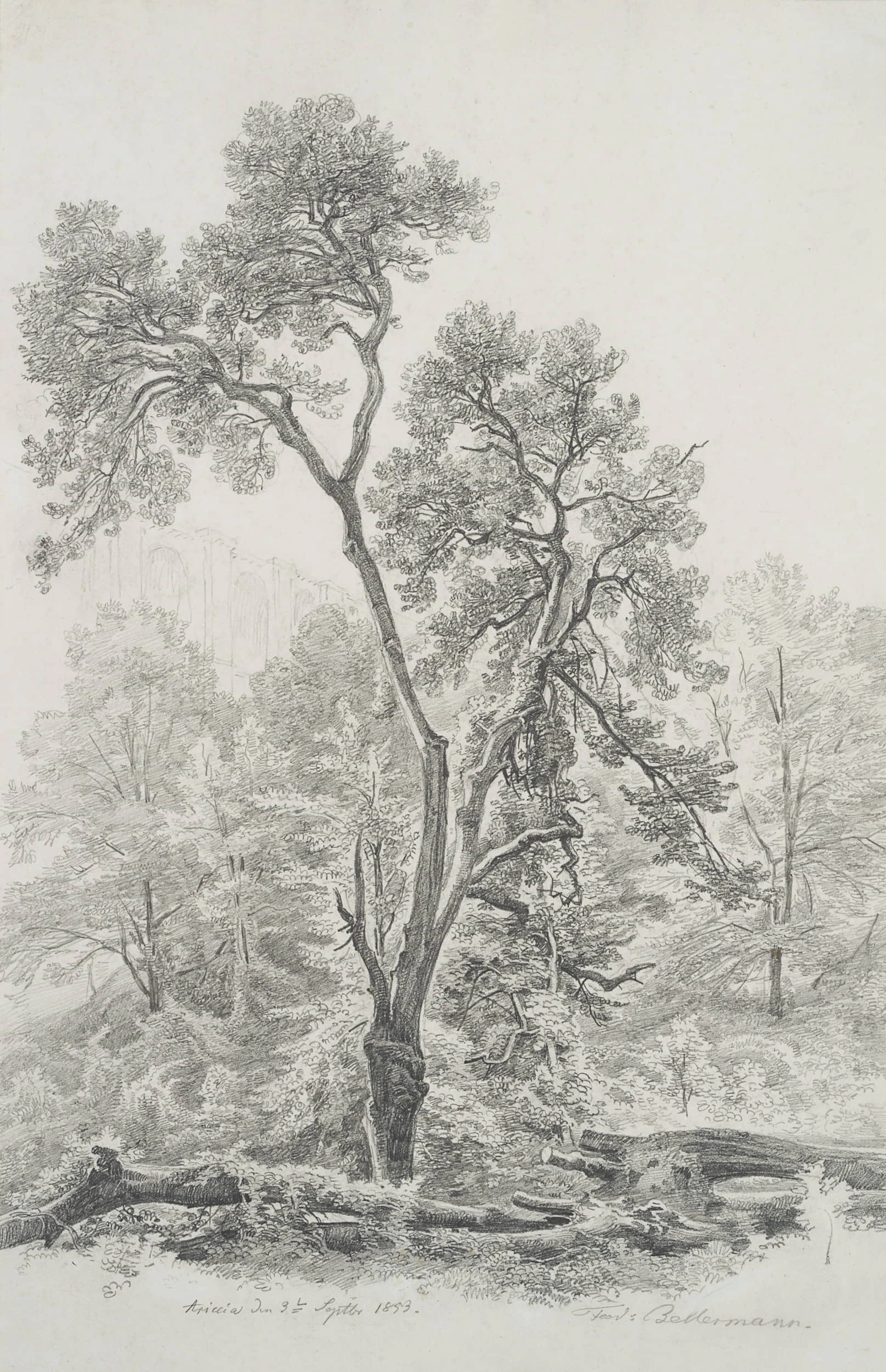 Baum in Ariccia | 34301