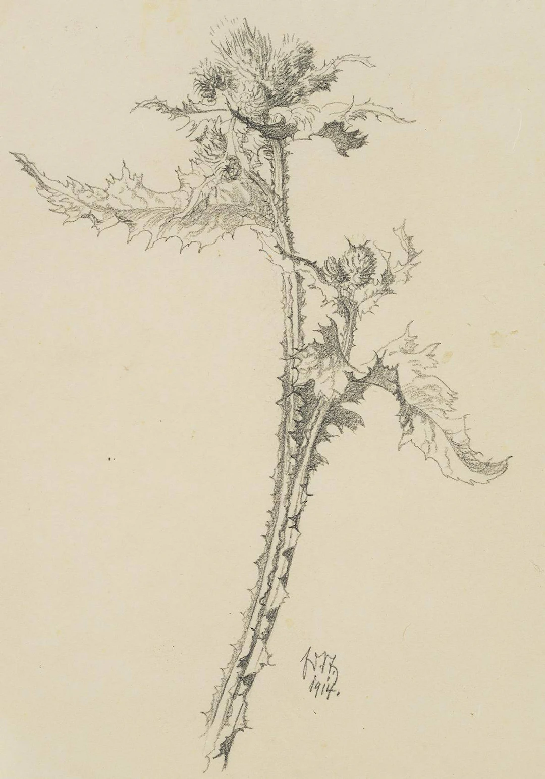 Ringdistel in der Blüte | 17447