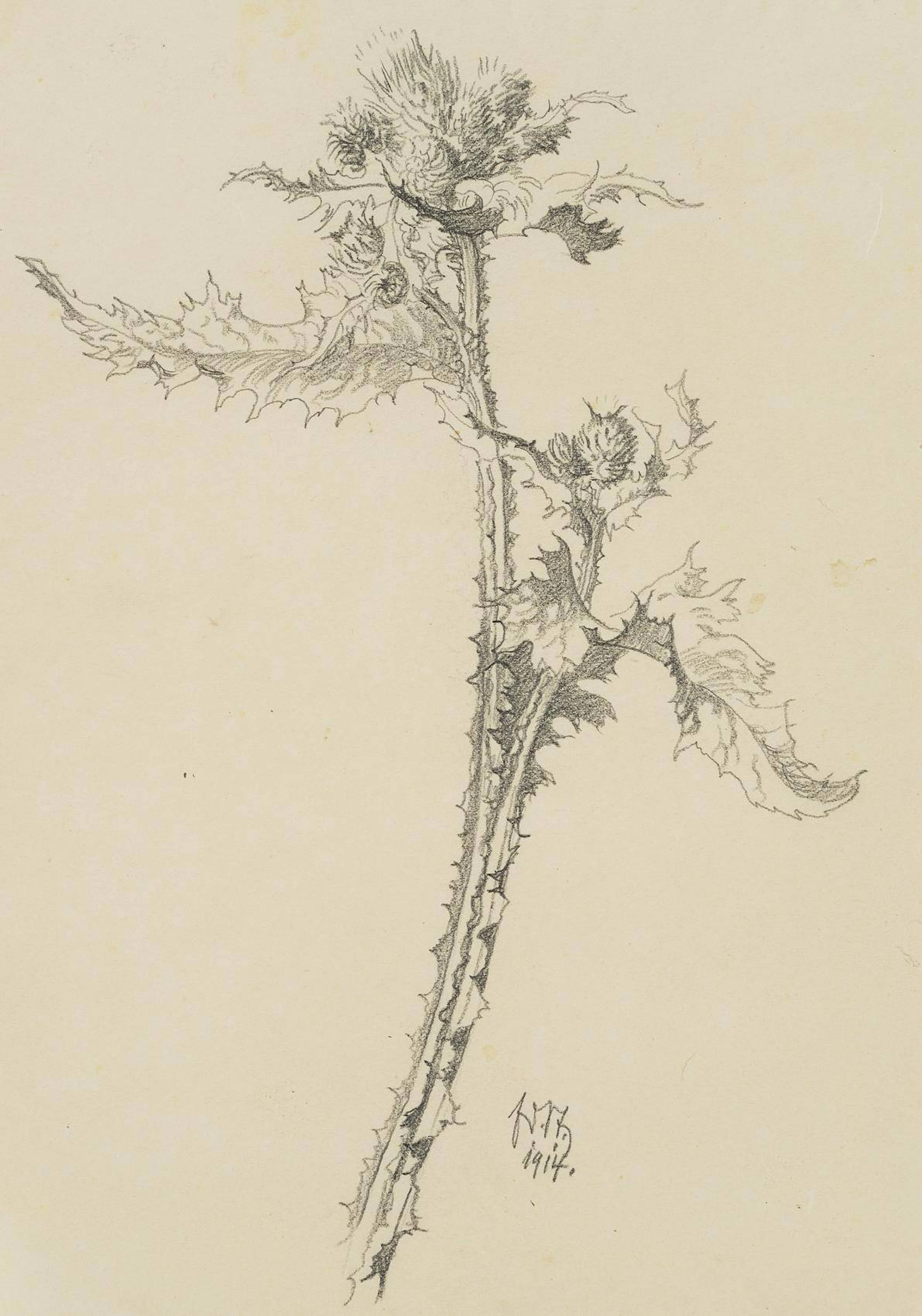 Ringdistel in der Blüte | 17447