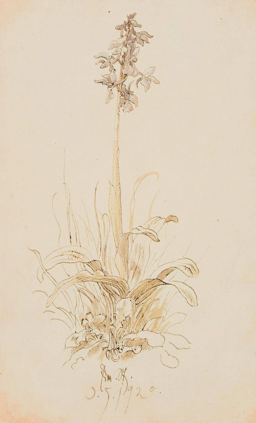 Blühende Hyazinthe | 17456