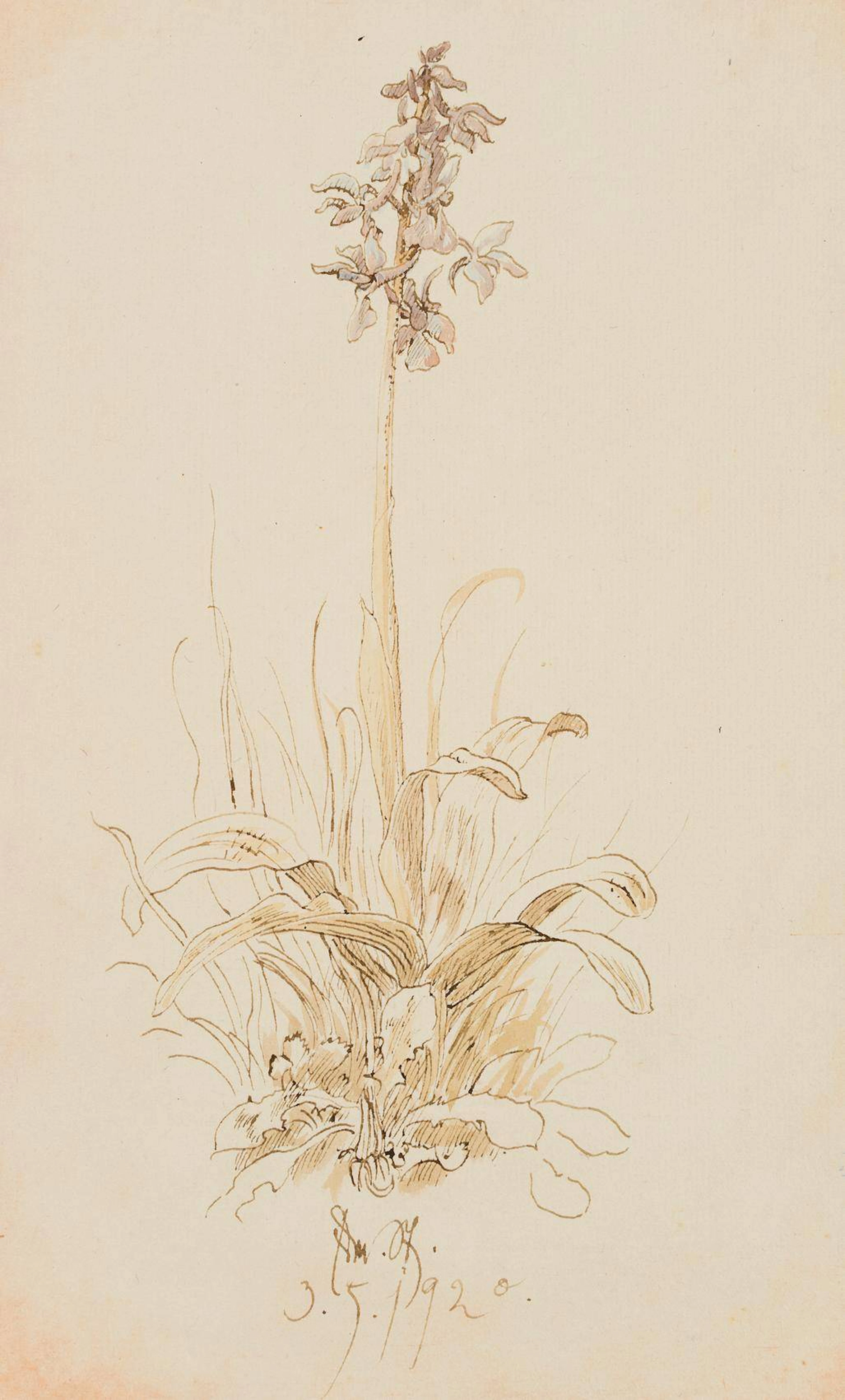 Blühende Hyazinthe | 17456