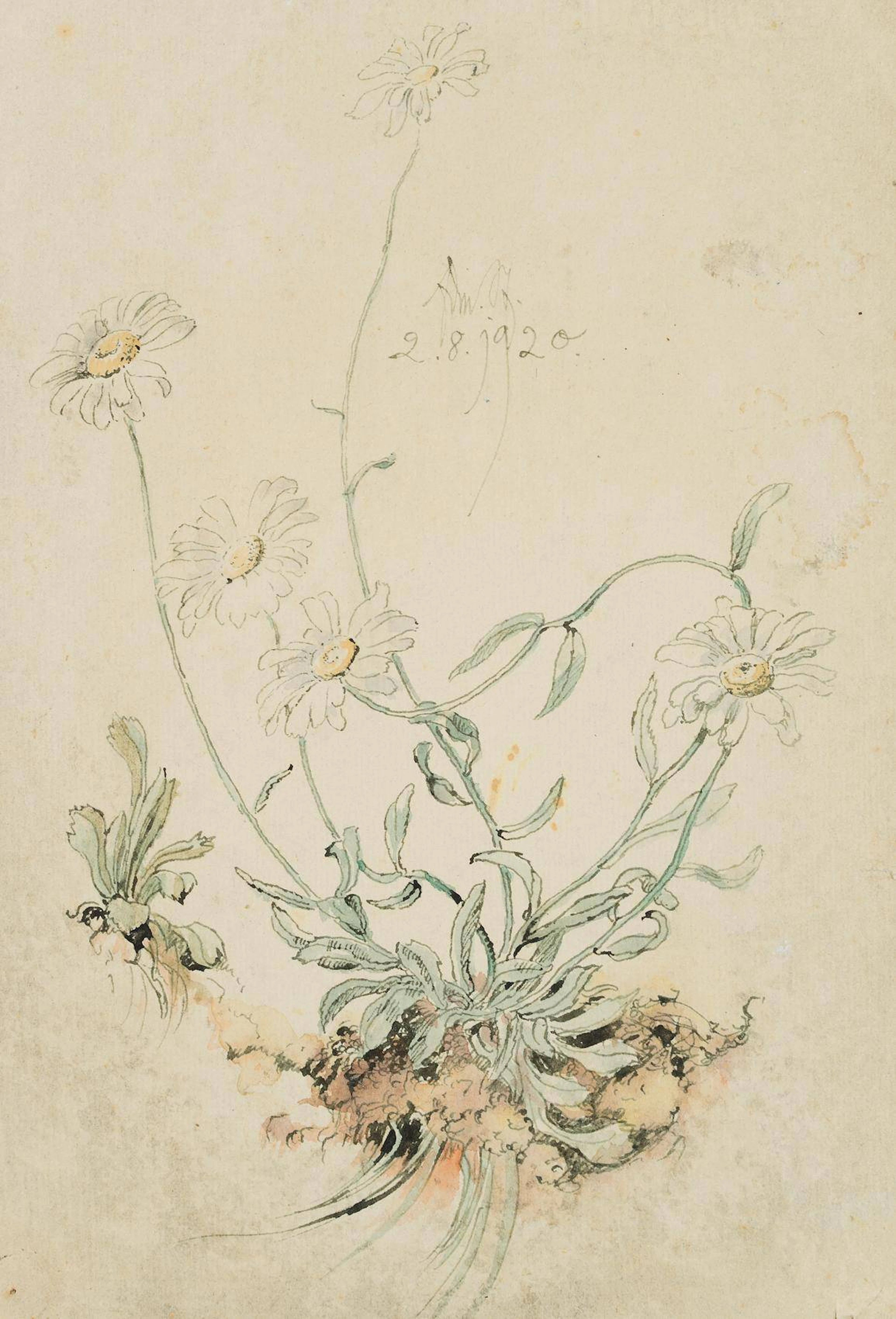 Wild blühende Margeriten | 17433