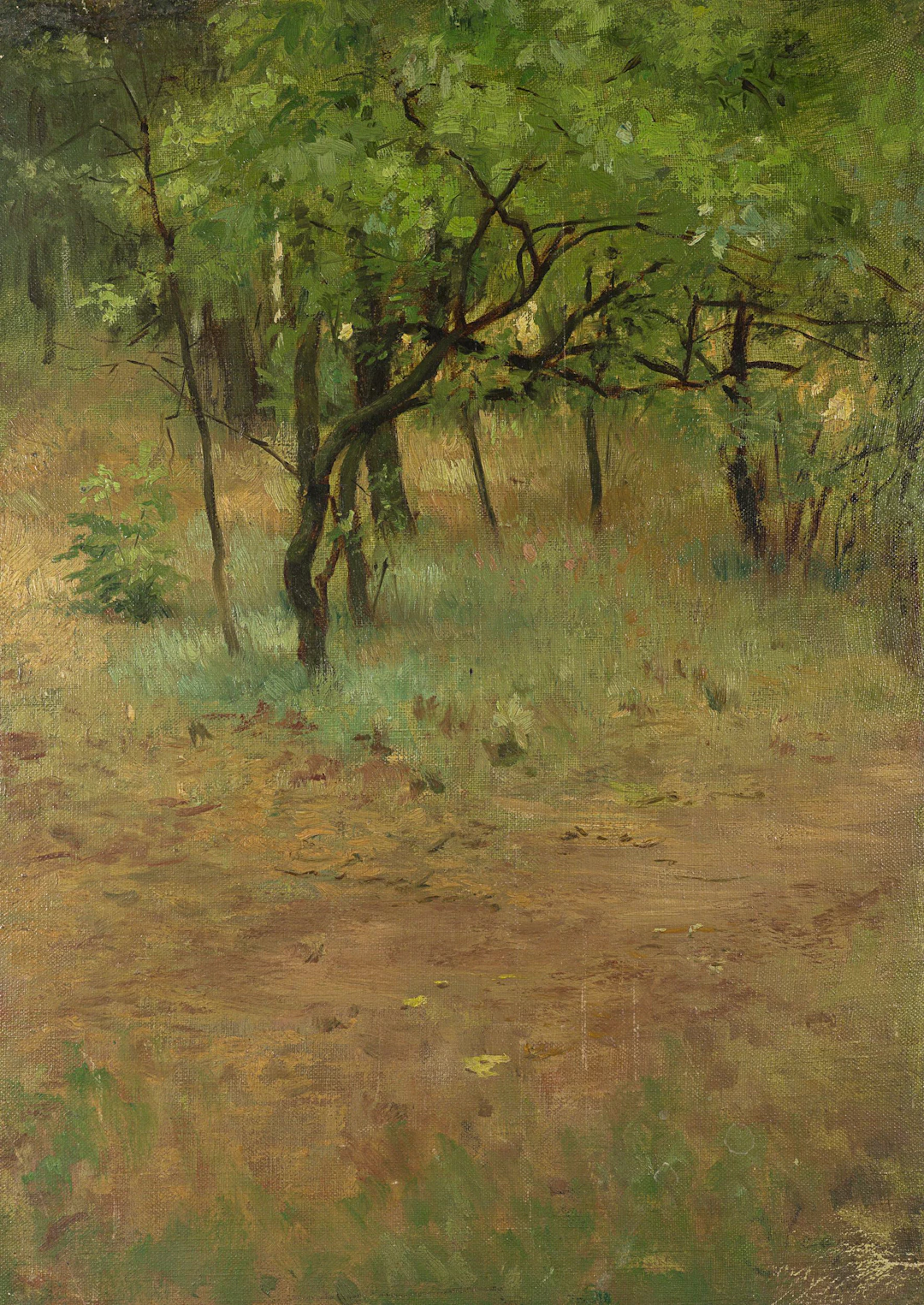 Waldlichtung im Sommer | 62023