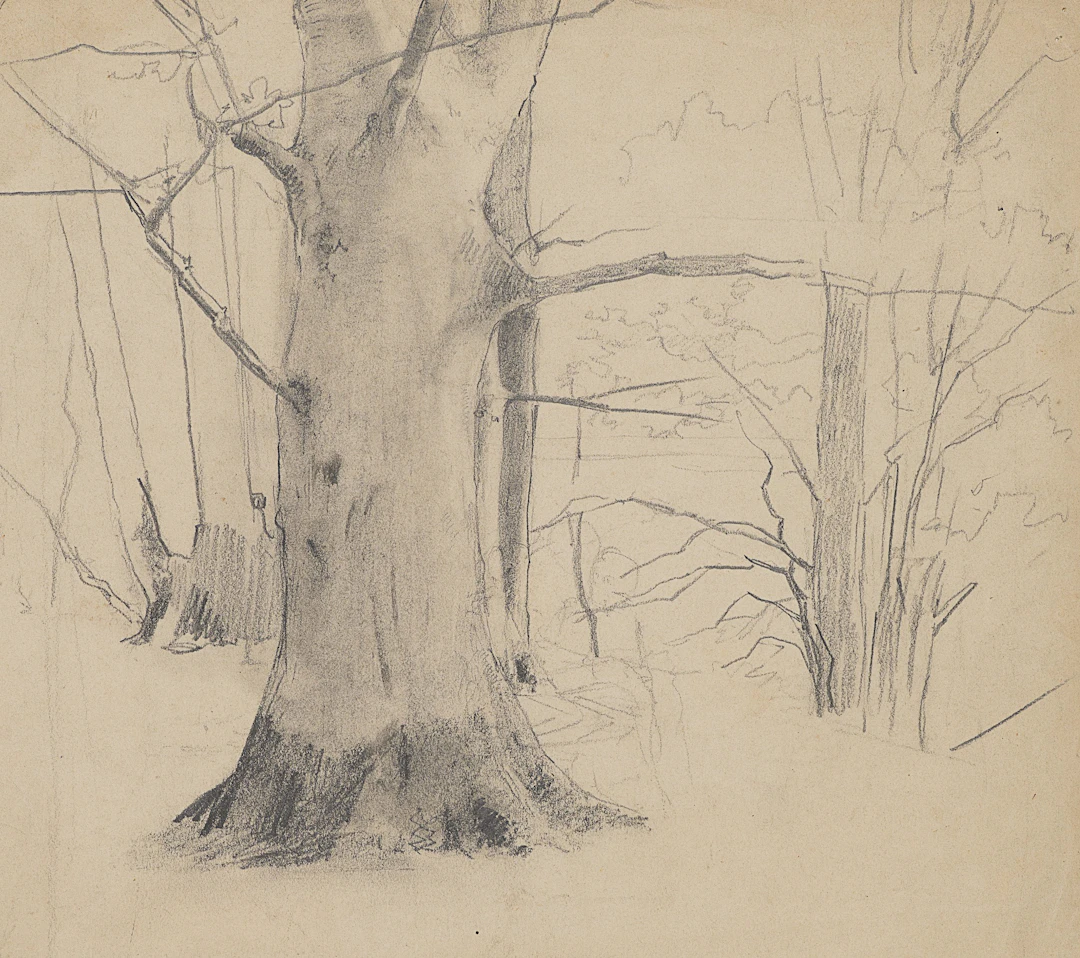 Studie eines breiten Baums | 61978