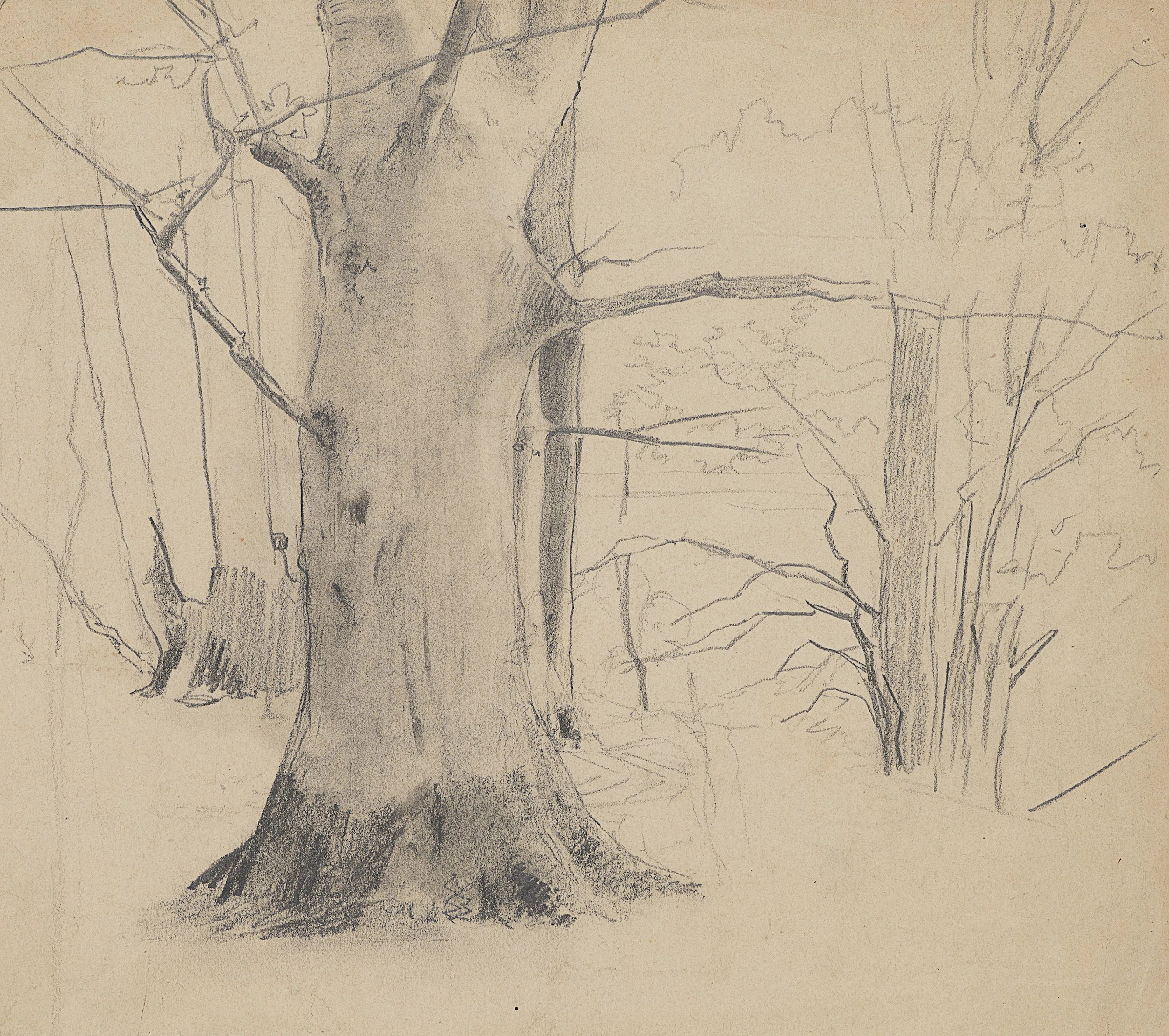 Studie eines breiten Baums | 61978