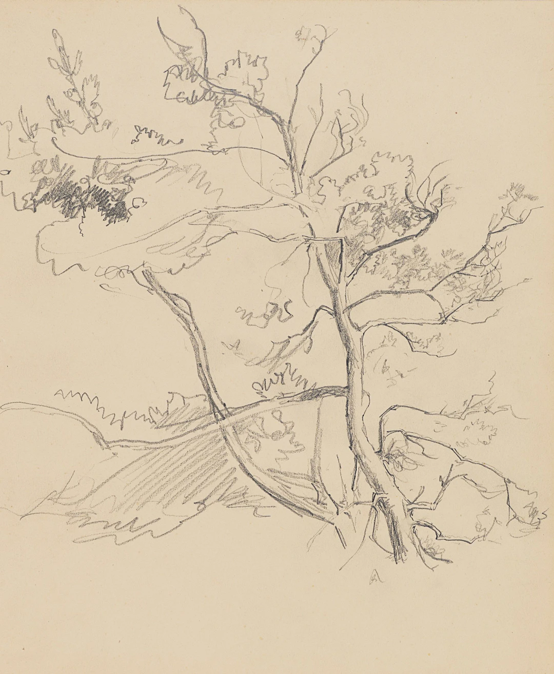 Studie einer Baumkrone | 61953