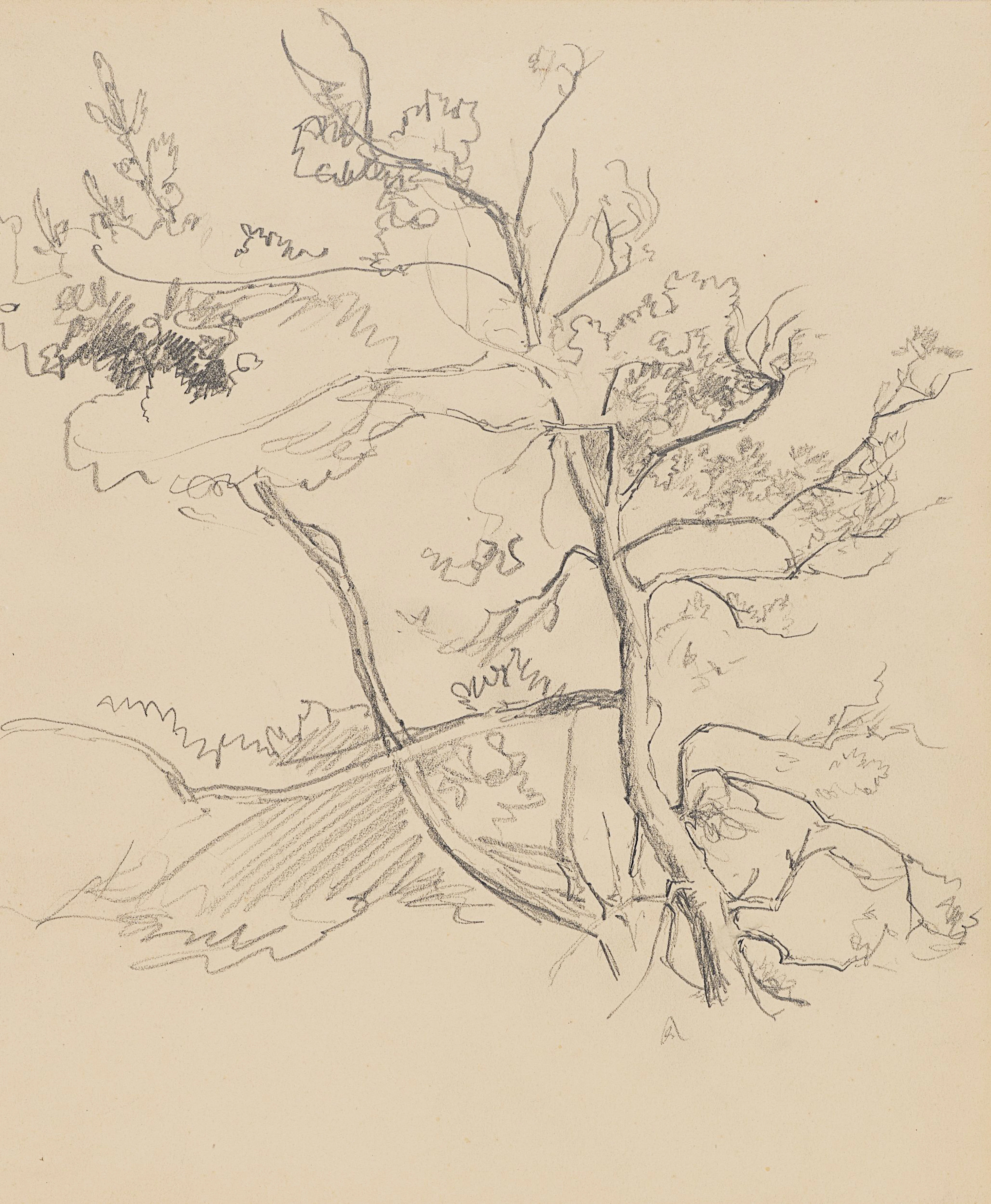Studie einer Baumkrone | 61953