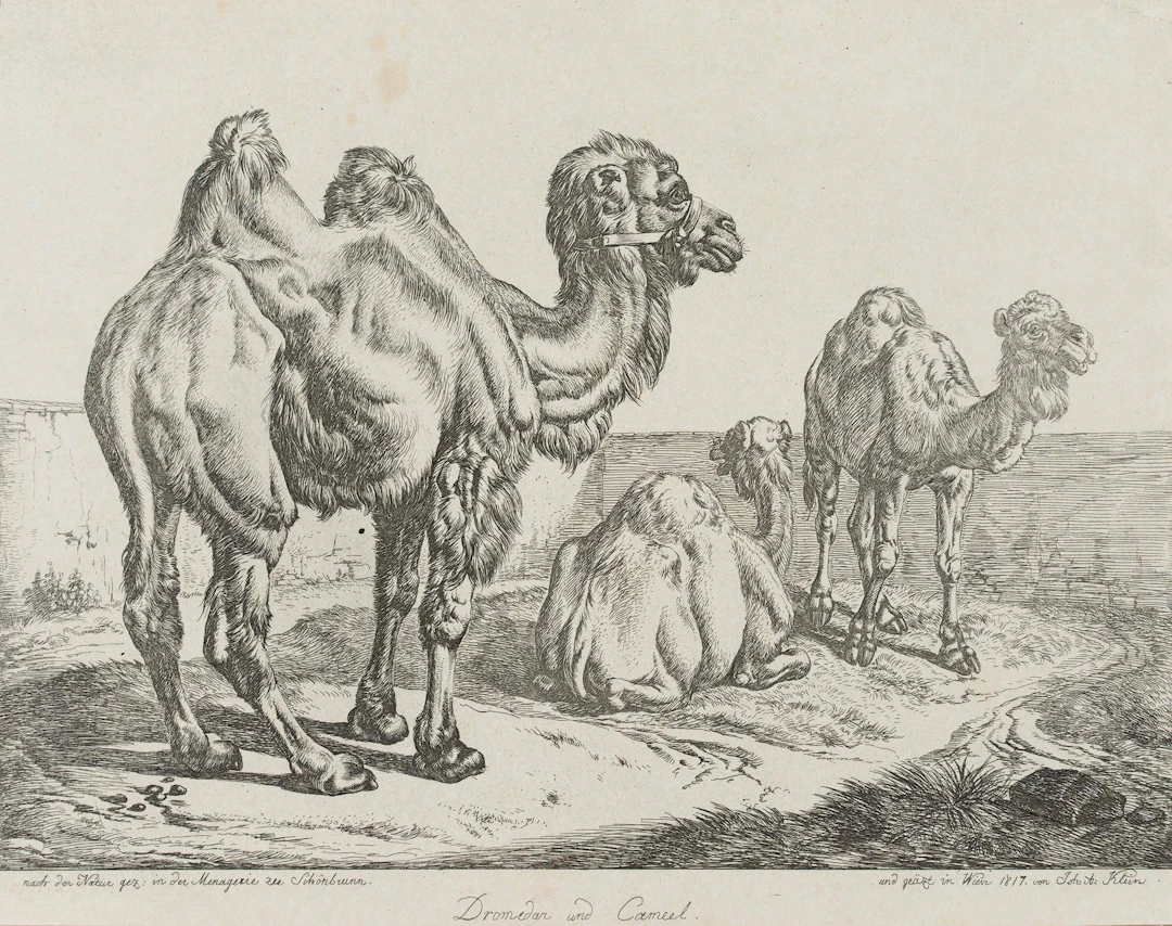 Dromedar und Kamel | 17212