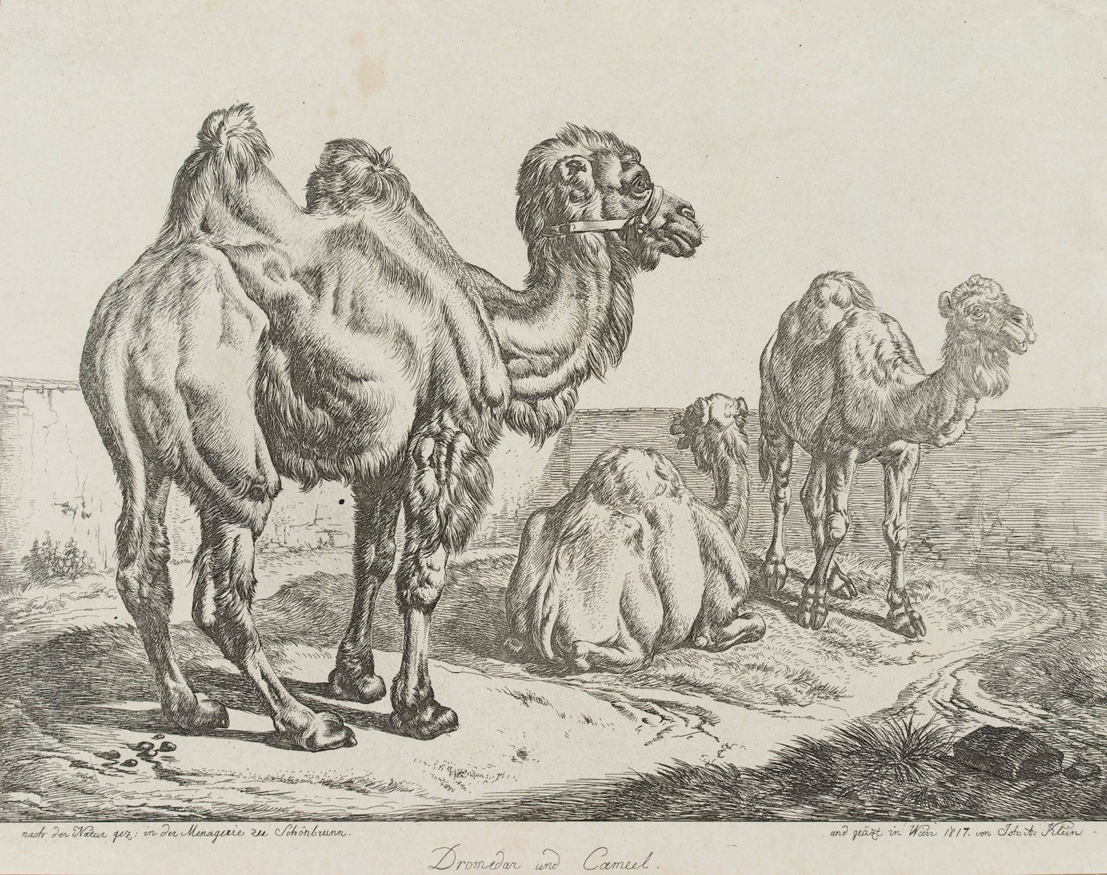 Dromedar und Kamel | 17212