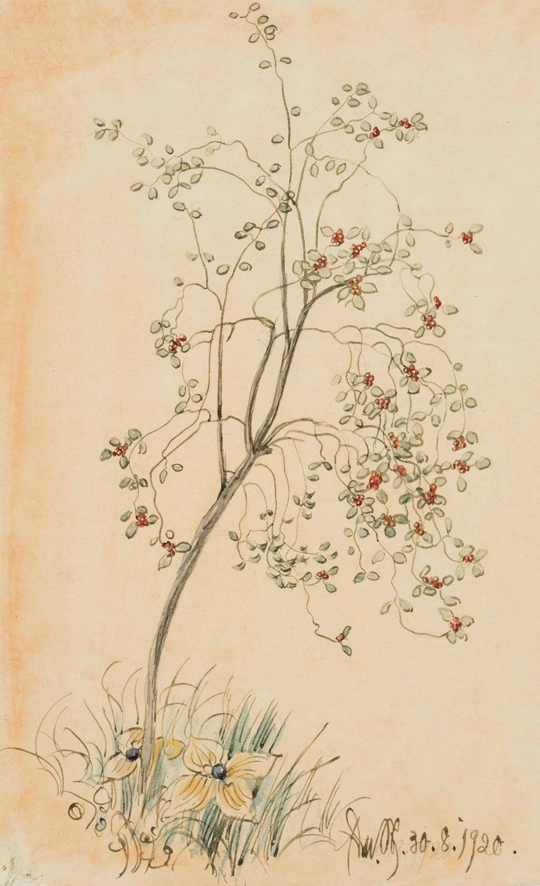 Kleiner Hahnendornstrauch | 17449