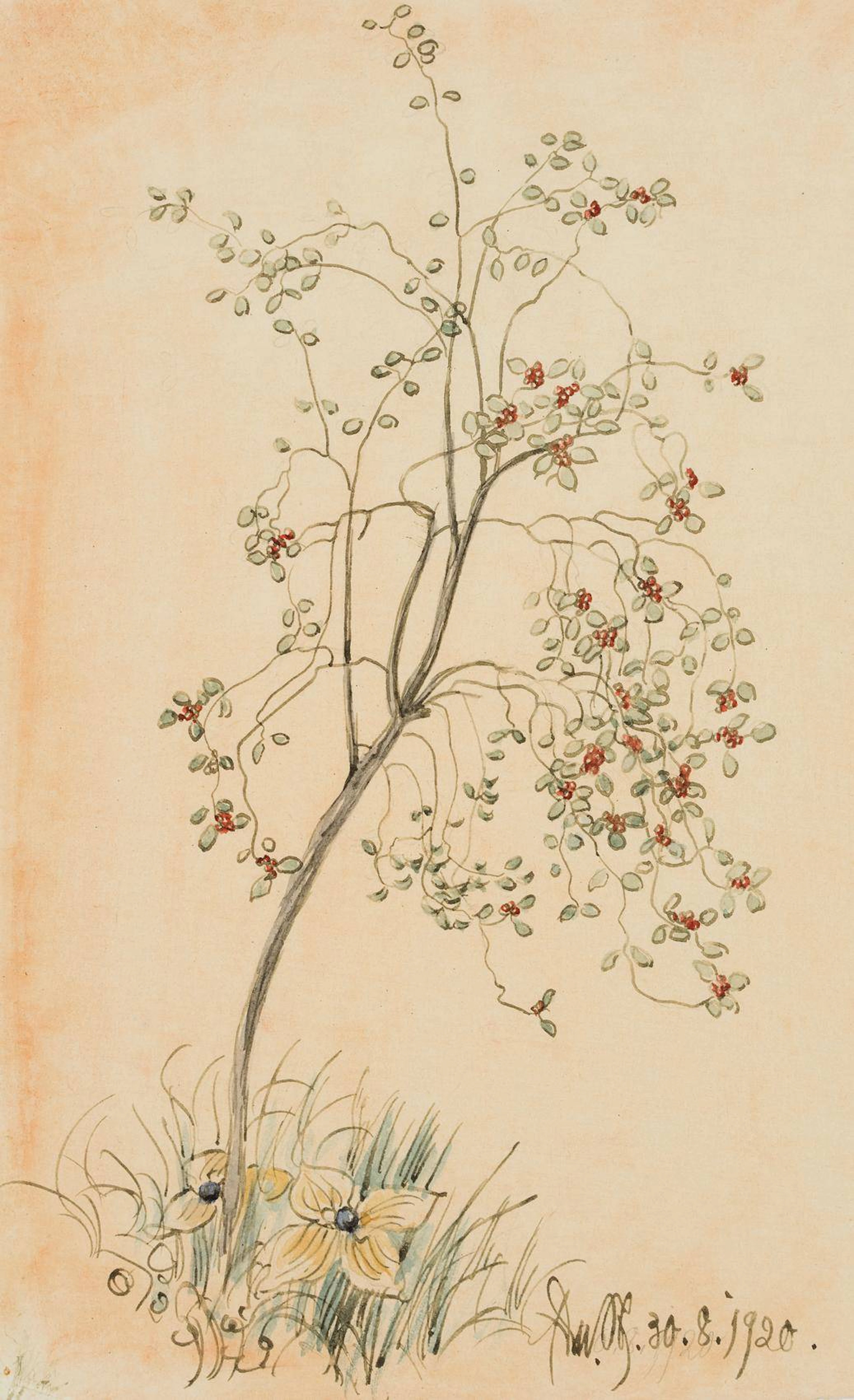 Kleiner Hahnendornstrauch | 17449