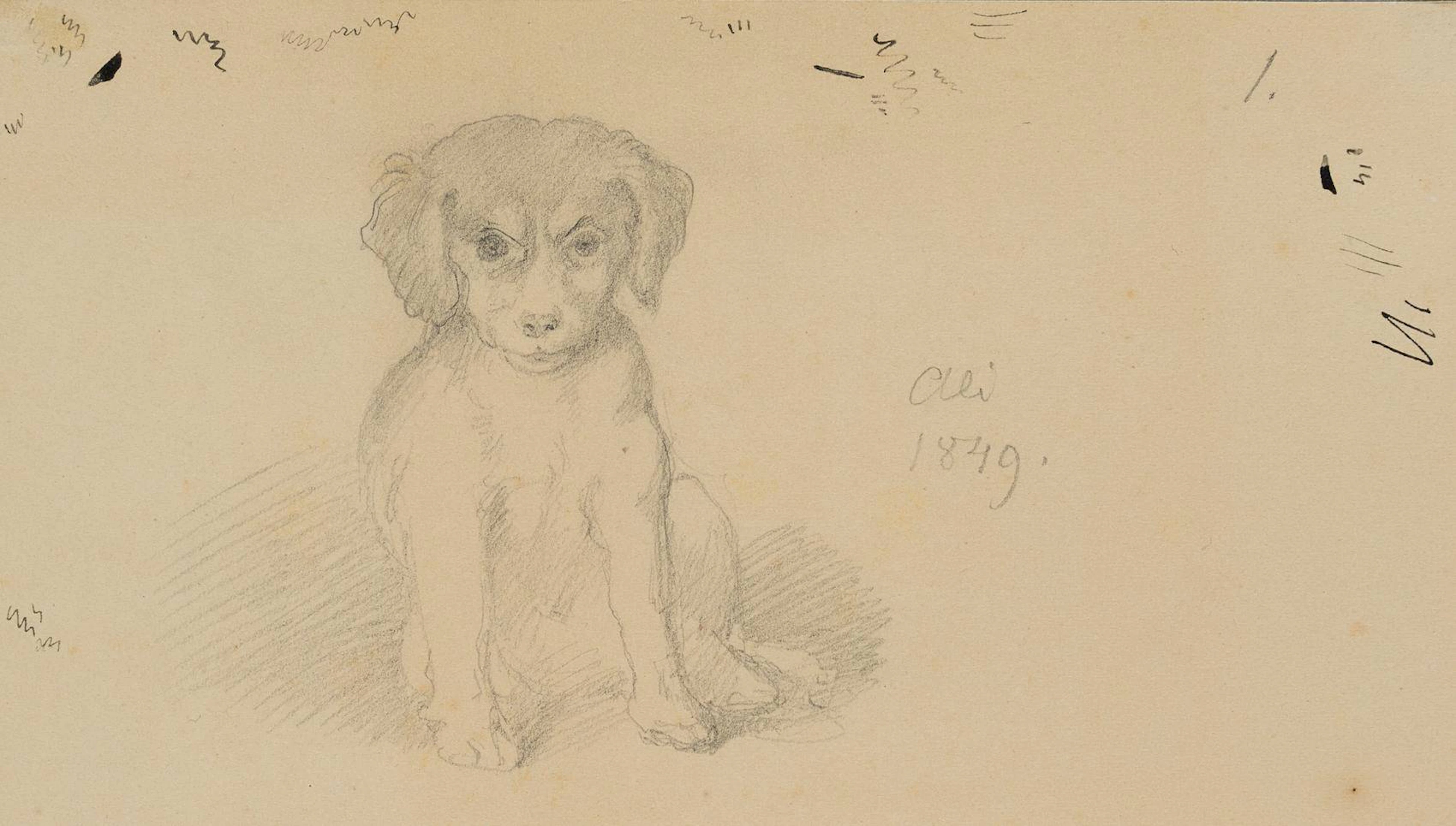 Der Familienhund Ali | 14559