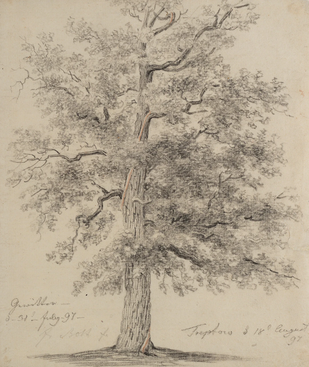 Johann Friedrich Bolt (1769 Berlin - 1836 ebd.), Der Baum nach dem