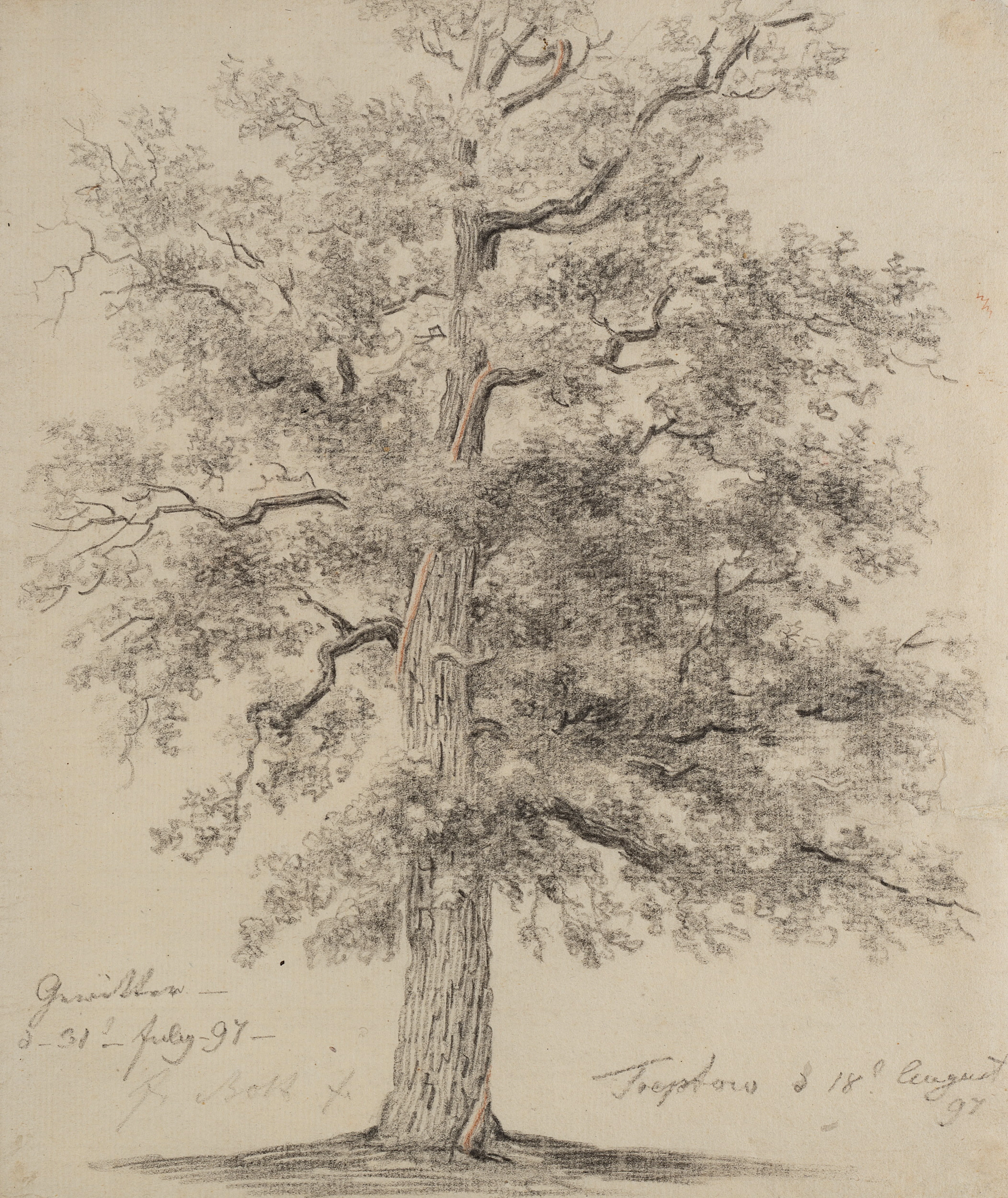 Johann Friedrich Bolt (1769 Berlin - 1836 ebd.), Der Baum nach dem