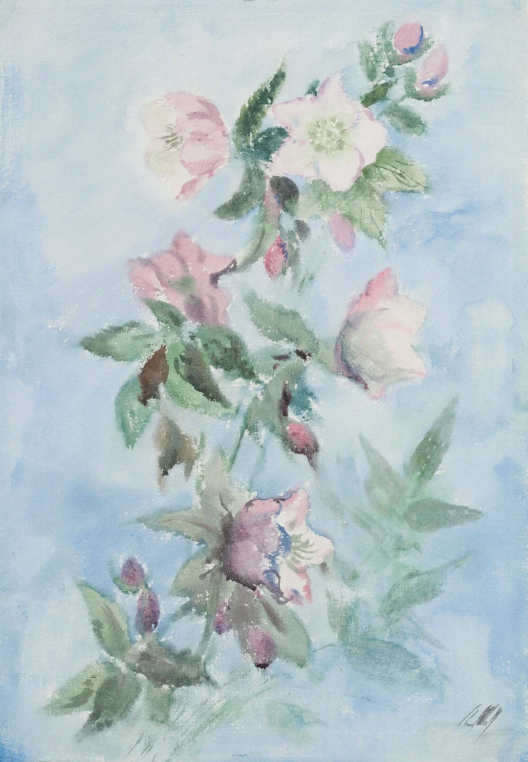 Schneerose | 19872